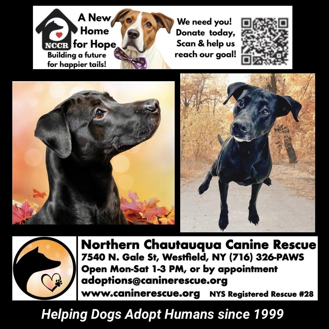 Enlarge Luther, a Adoptable mixed breed in Westfield, NY image 4/6