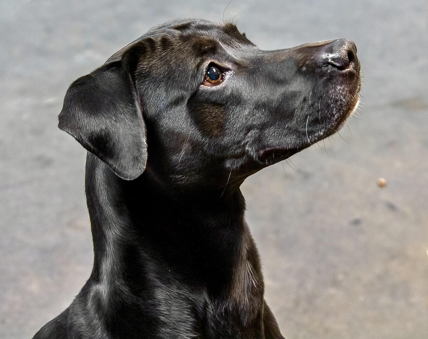 Enlarge Luther, a Adoptable mixed breed in Westfield, NY image 3/6