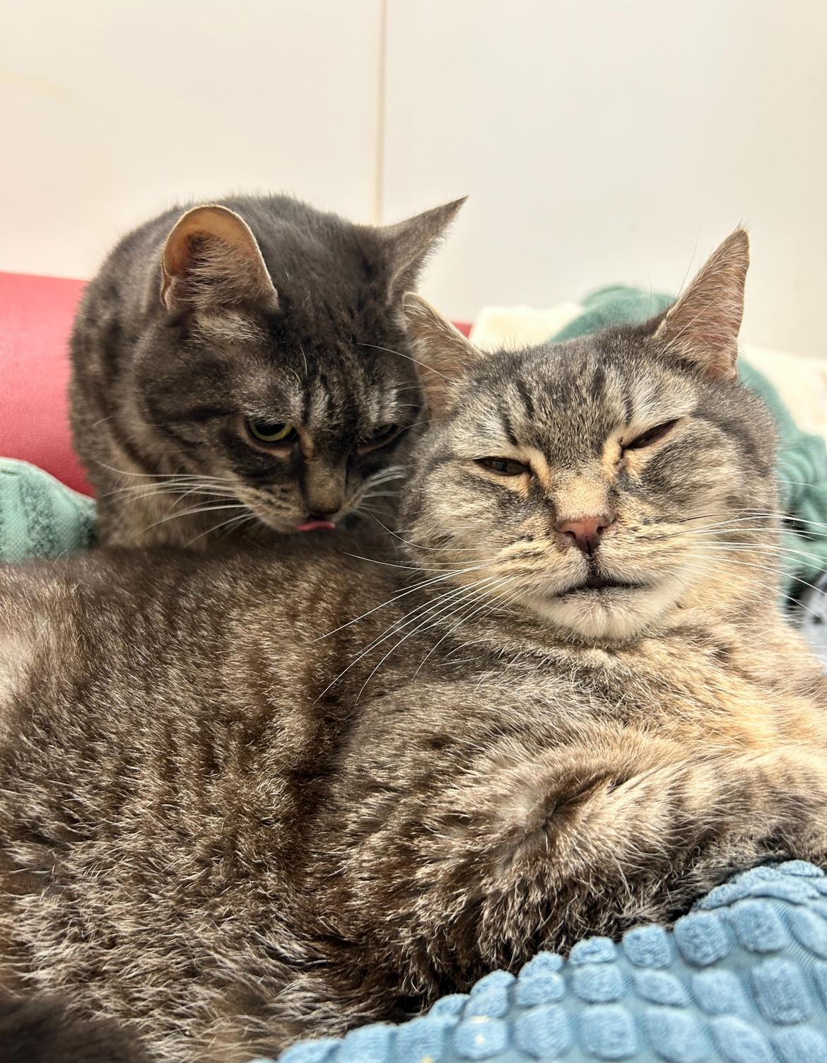 Hyacinth (Bonded with Hydrangea)