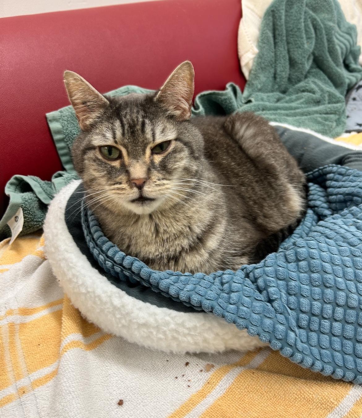 Hyacinth (Bonded with Hydrangea)