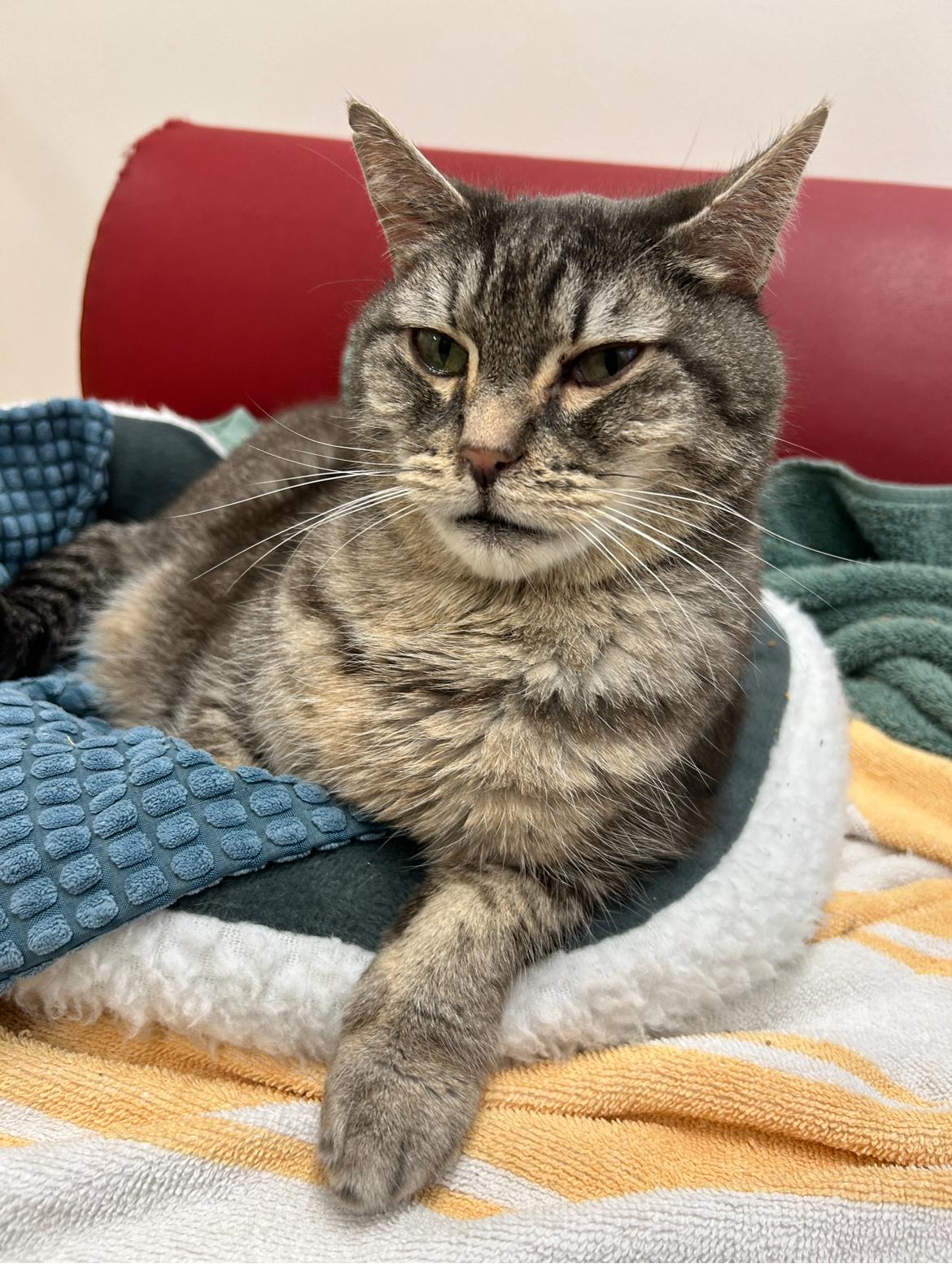 Hyacinth (Bonded with Hydrangea)