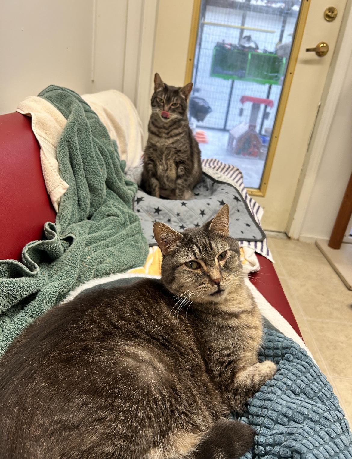 Hyacinth (Bonded with Hydrangea)