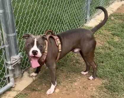 Grell, Adoptable, Adult Male Boxer & Pit Bull Terrier.