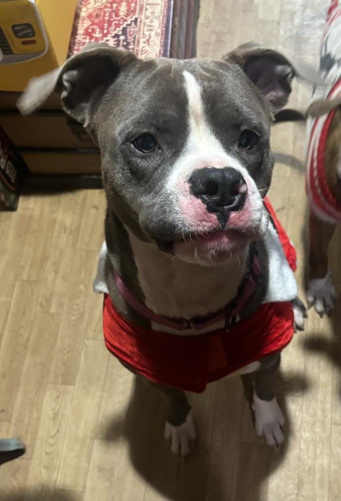 Enlarge Grell, a Adoptable mixed breed in Louisa, VA image 2/6