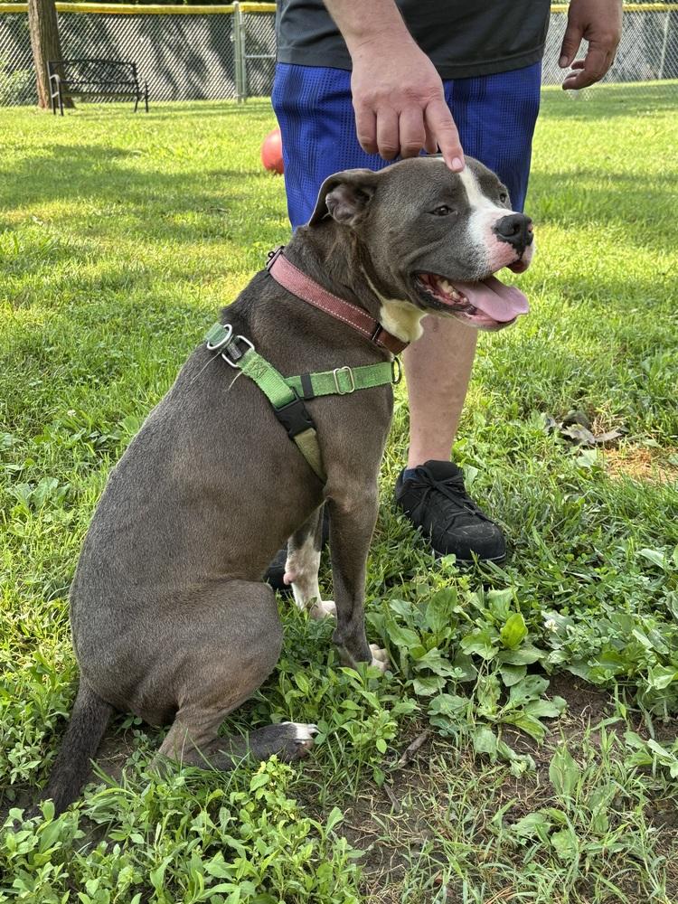 Enlarge Grell, a Adoptable mixed breed in Louisa, VA image 3/6