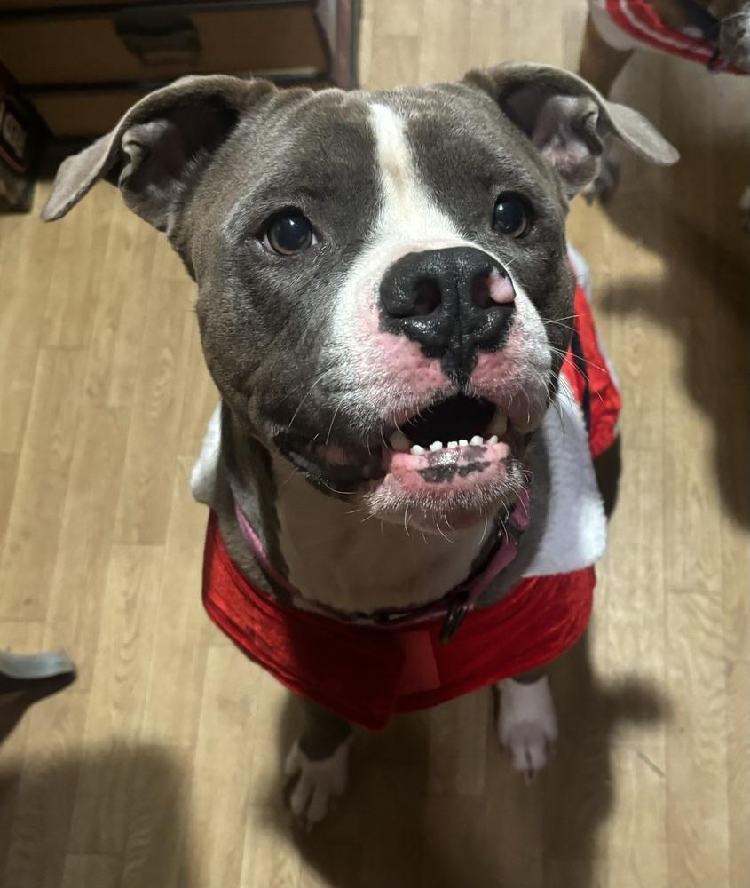 Enlarge Grell, a Adoptable mixed breed in Louisa, VA image 4/6