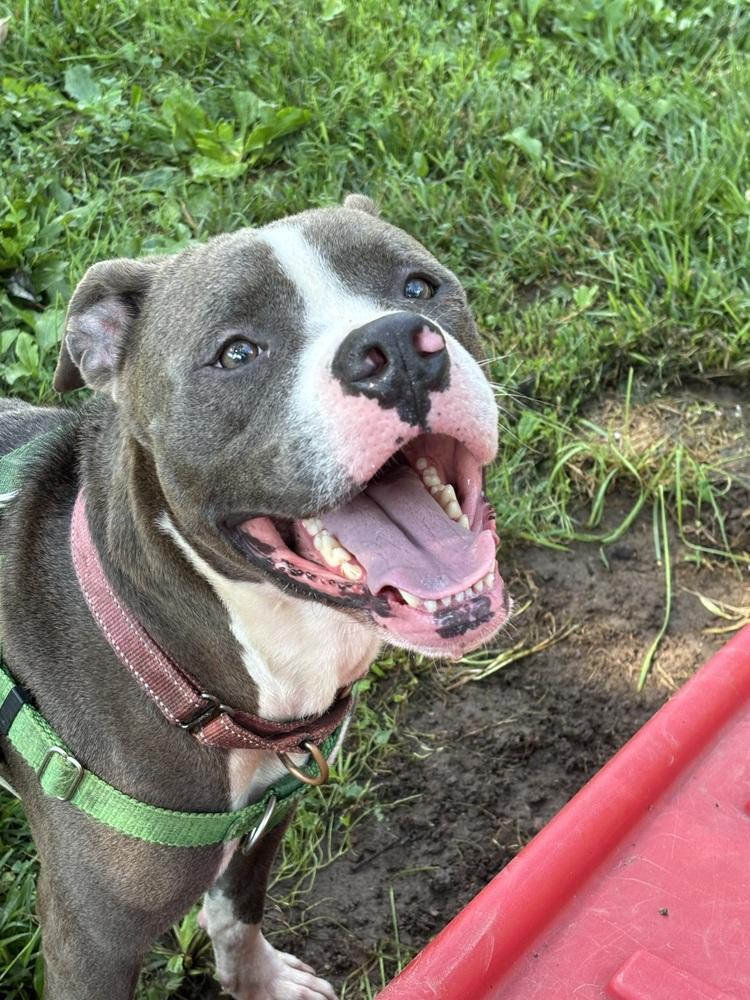 Enlarge Grell, a Adoptable mixed breed in Louisa, VA image 5/6