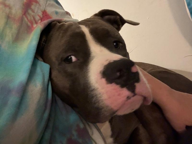 Enlarge Grell, a Adoptable mixed breed in Louisa, VA image 6/6