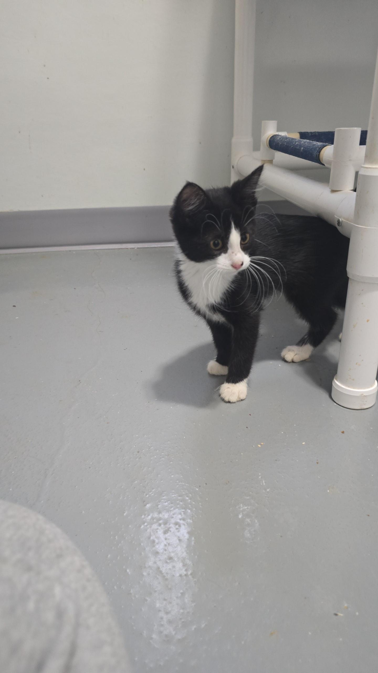 Jasmine, adopted, Young Female Domestic Short Hair.