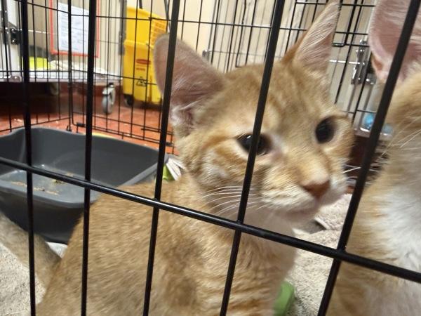 Enlarge Lime, a Adoptable mixed breed in Salisbury, MD image 1/1