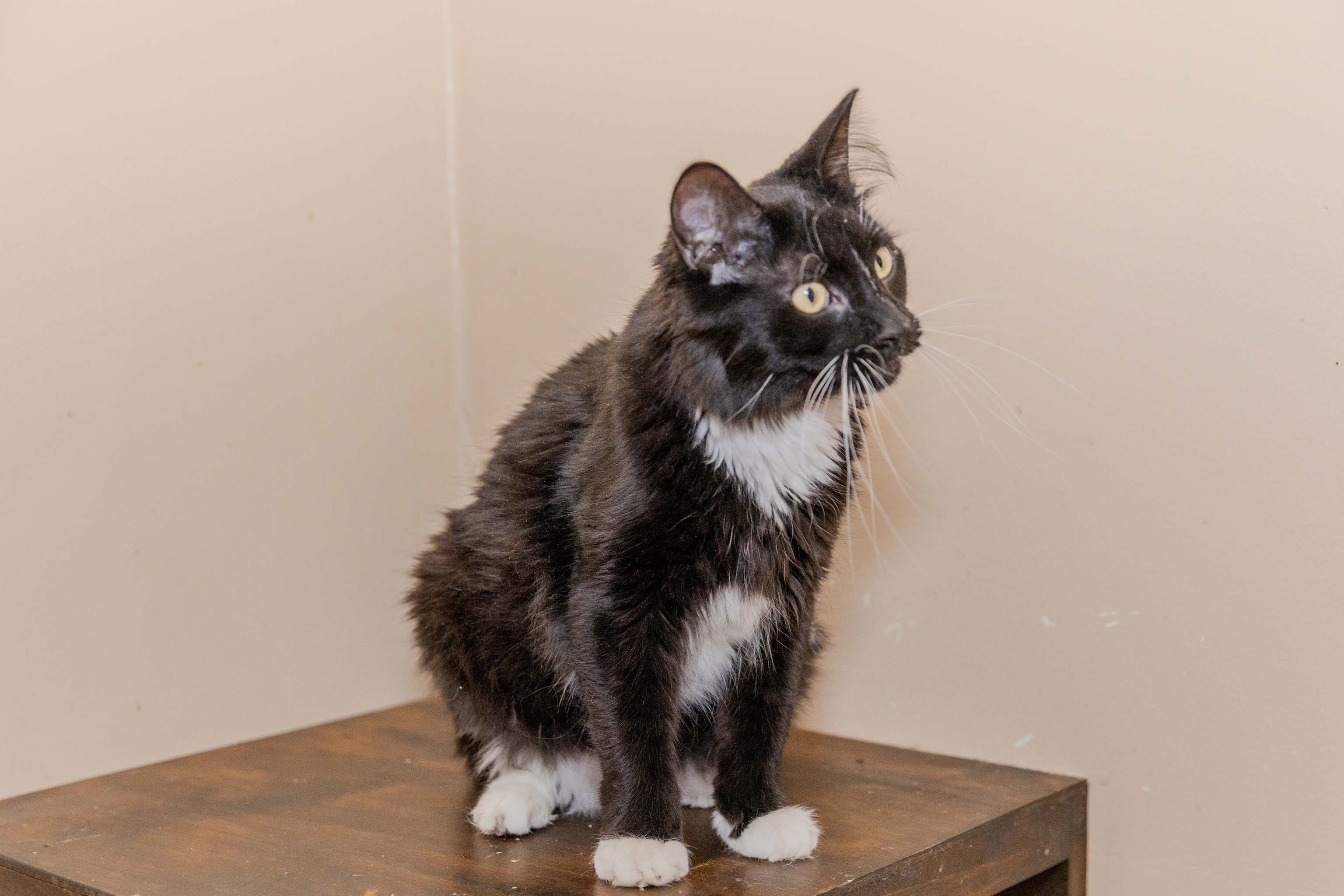 Enlarge Girl, a Adopted Maine Coon in Chicago, IL image 1/2