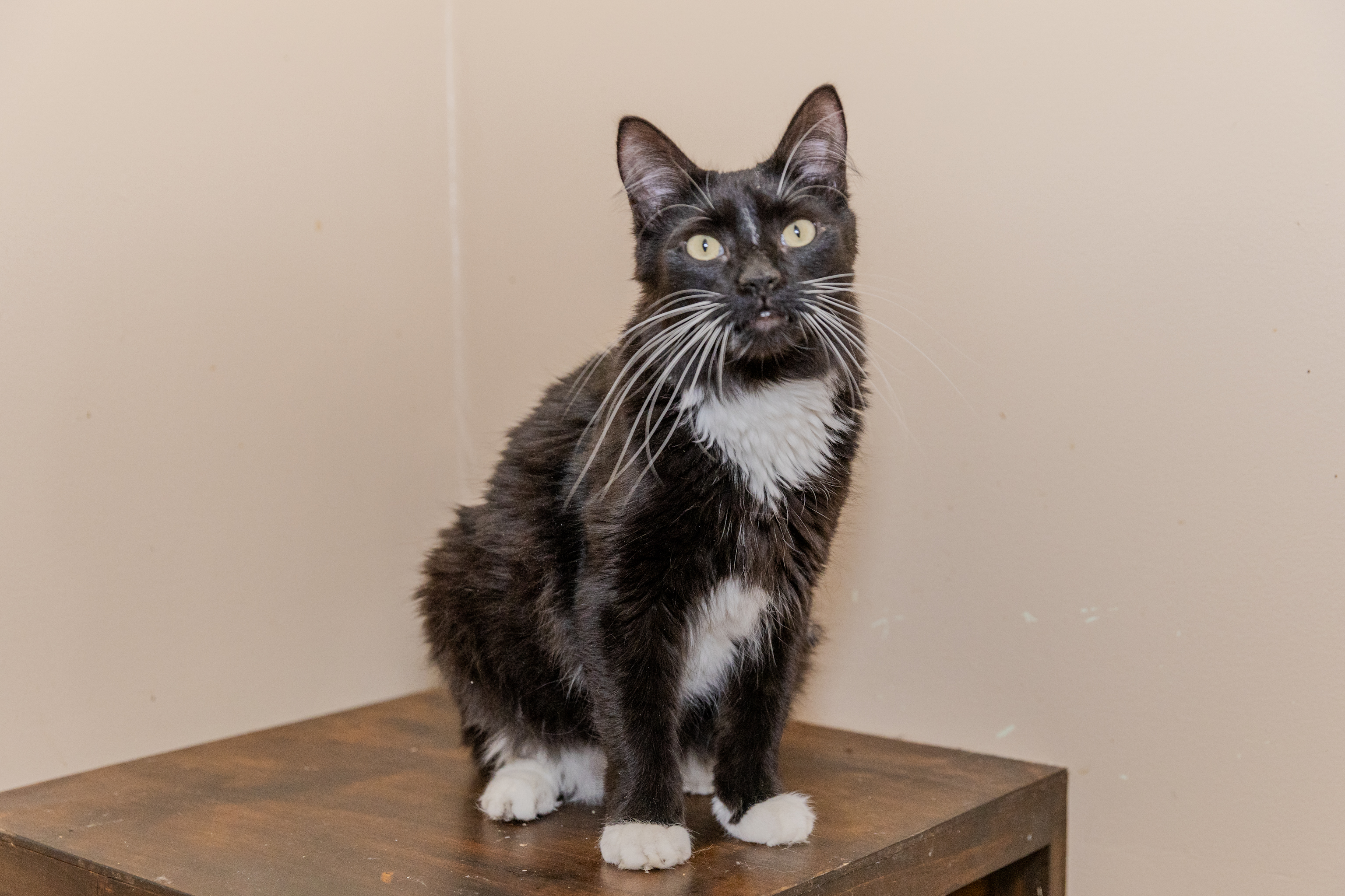 Enlarge Girl, a Adopted Maine Coon in Chicago, IL image 2/2