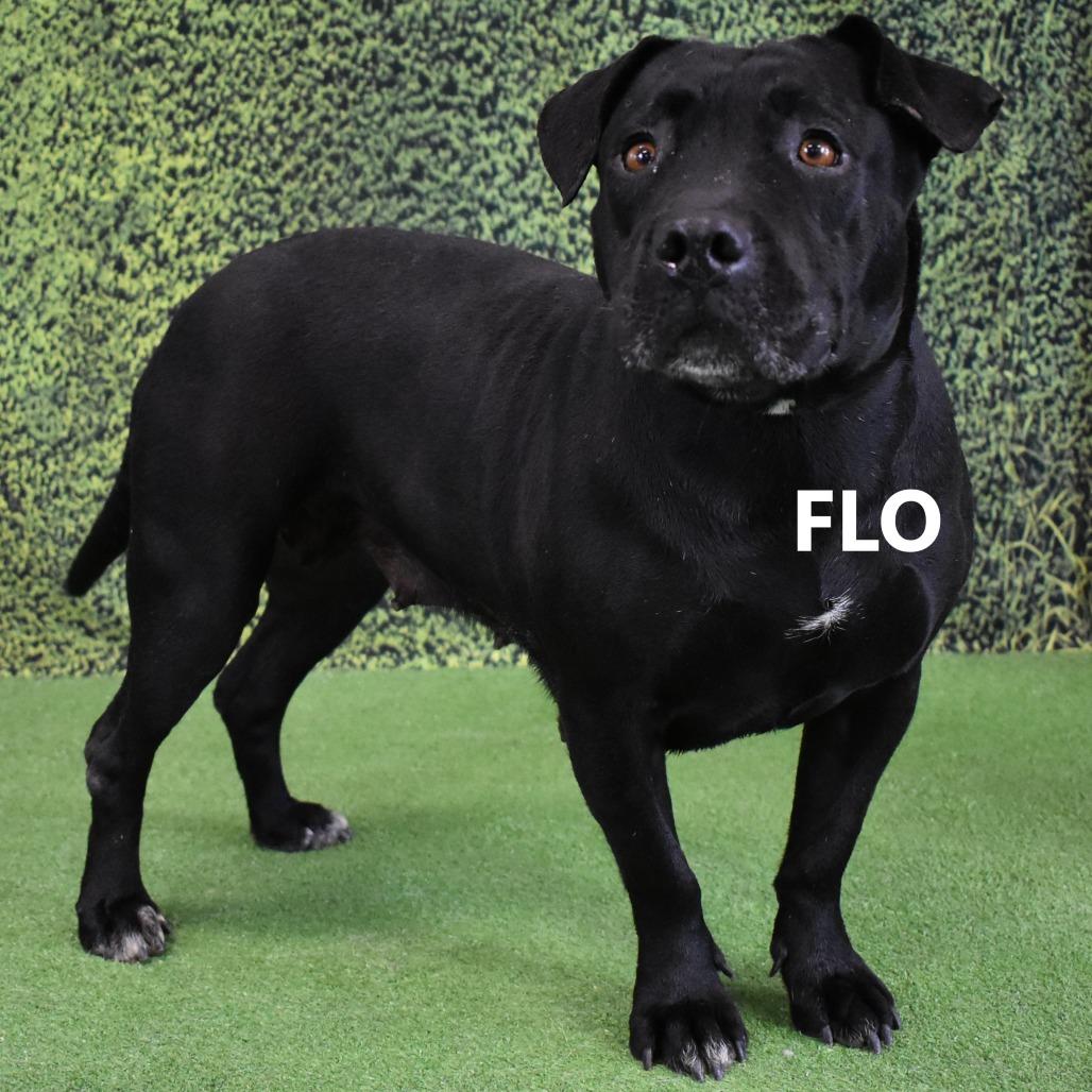 Flo, a Adoptable Pit Bull Terrier in Yuma, AZ image 1/5