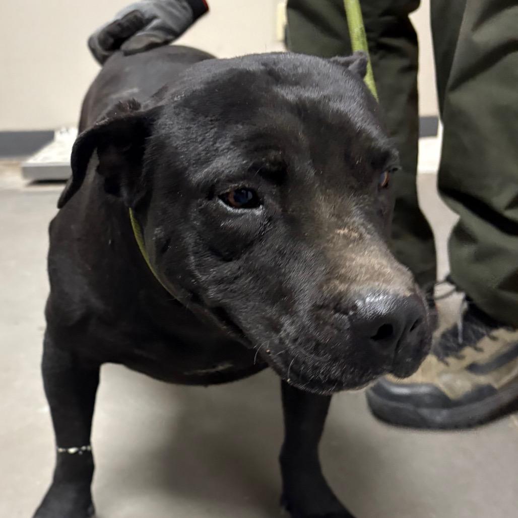 Flo, a Adoptable Pit Bull Terrier in Yuma, AZ image 2/5