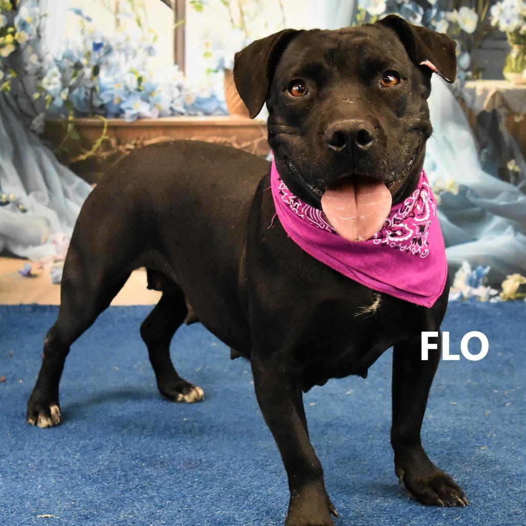 Enlarge Flo, a Adoptable Pit Bull Terrier in Yuma, AZ image 1/3