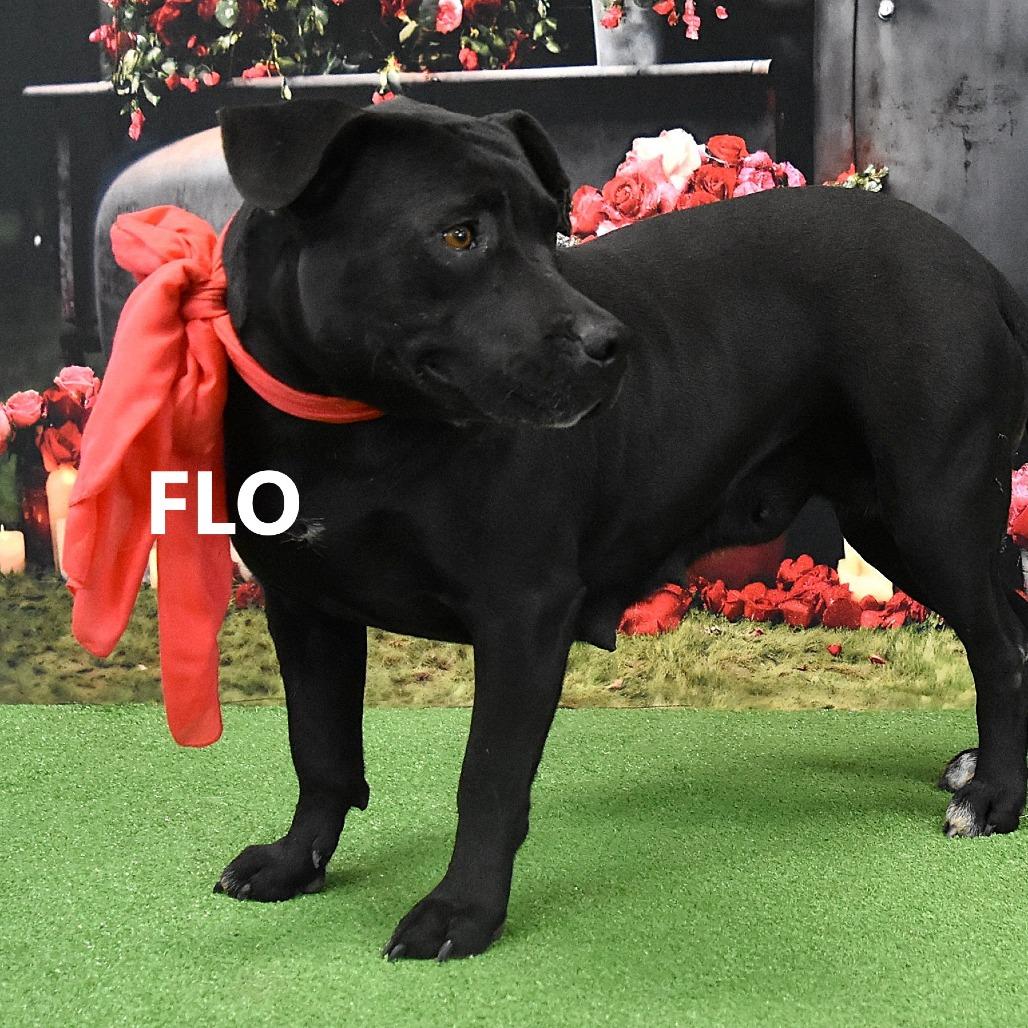 Enlarge Flo, a Adoptable Pit Bull Terrier in Yuma, AZ image 2/3