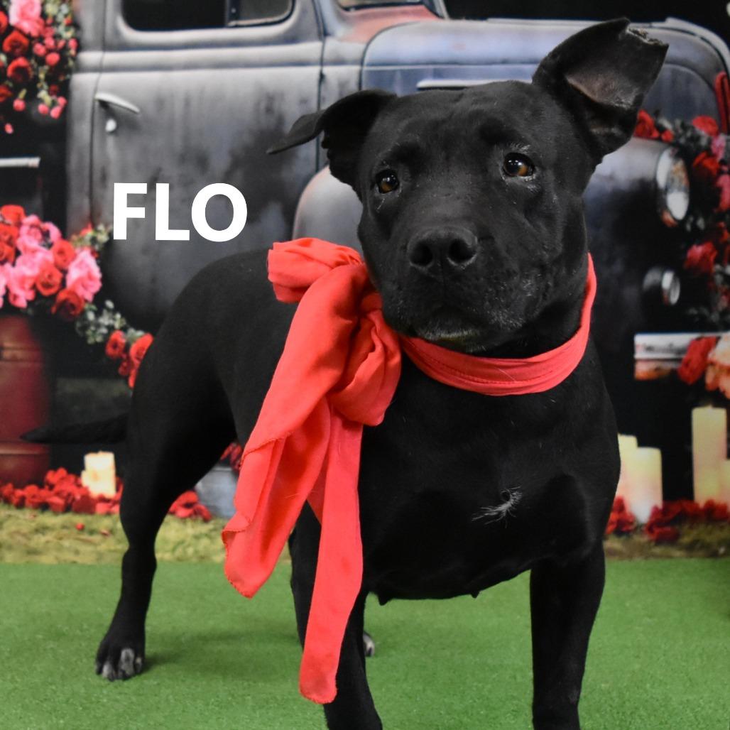 Enlarge Flo, a Adoptable Pit Bull Terrier in Yuma, AZ image 3/3
