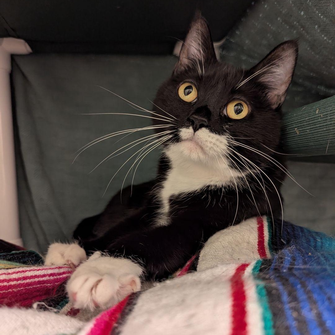 Gotham, a ADOPTABLE Domestic Short Hair in Friday Harbor, WA image 3/6