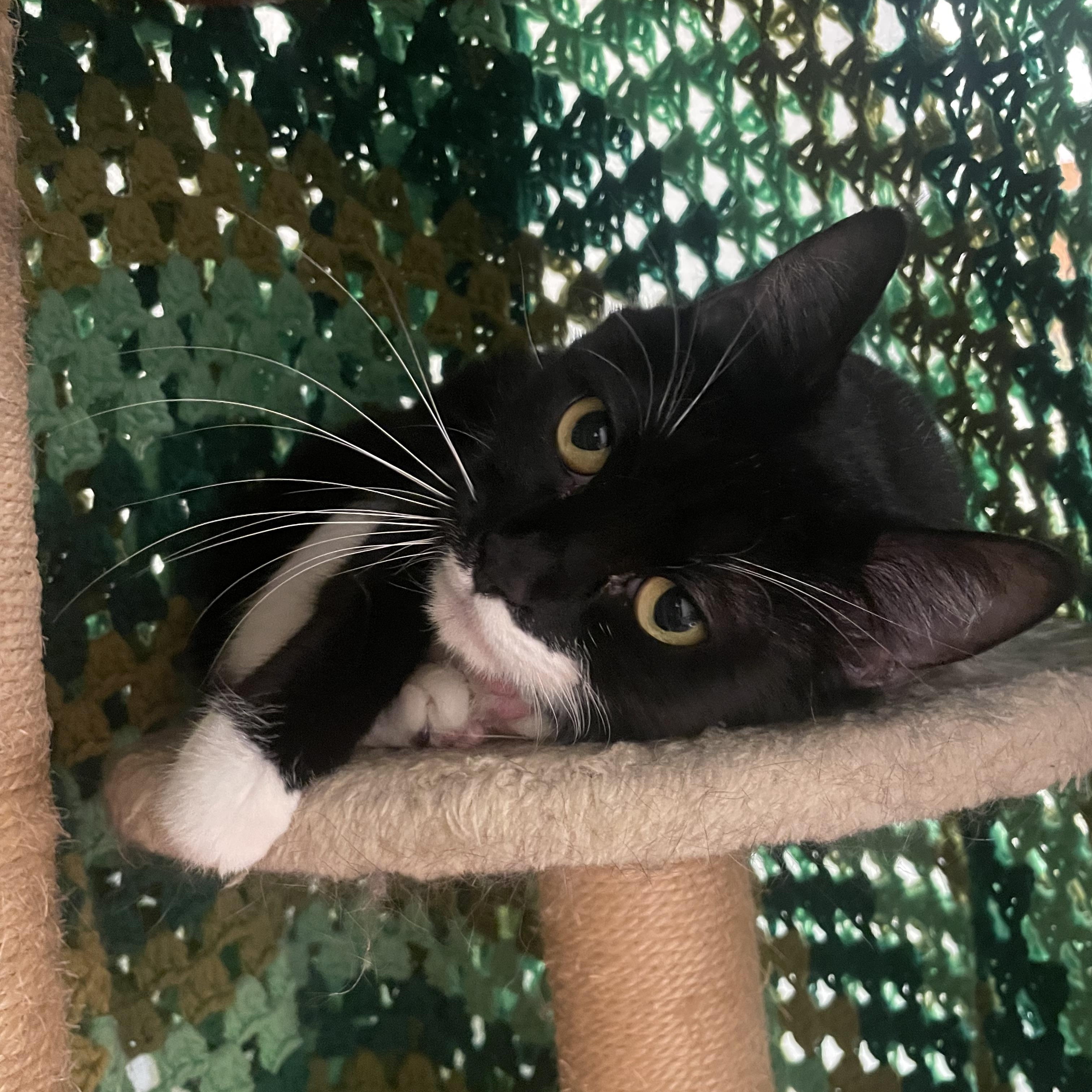 Gotham, a ADOPTABLE Domestic Short Hair in Friday Harbor, WA image 2/6