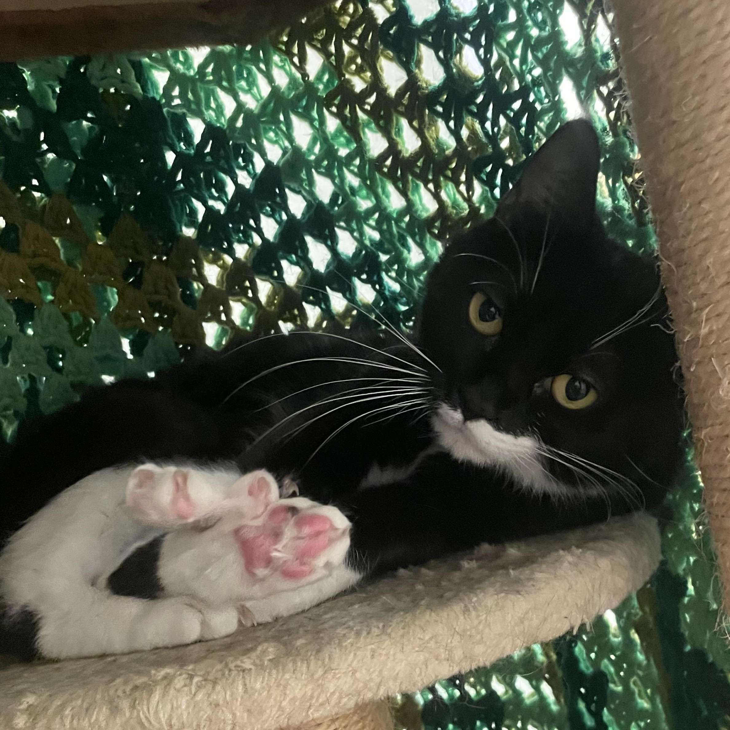 Gotham, a ADOPTABLE Domestic Short Hair in Friday Harbor, WA image 5/6