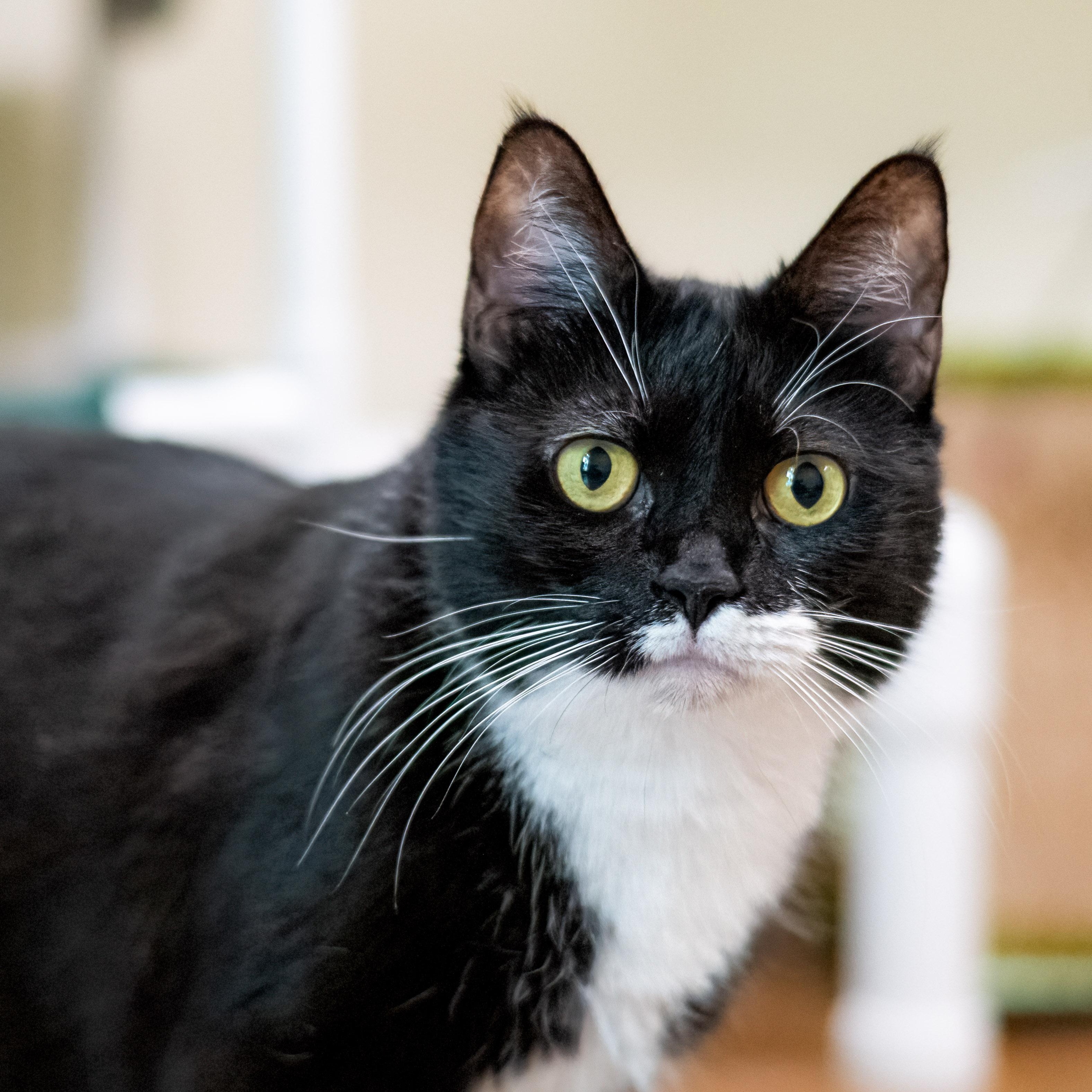 Gotham, ADOPTABLE, Adult Male Domestic Short Hair.