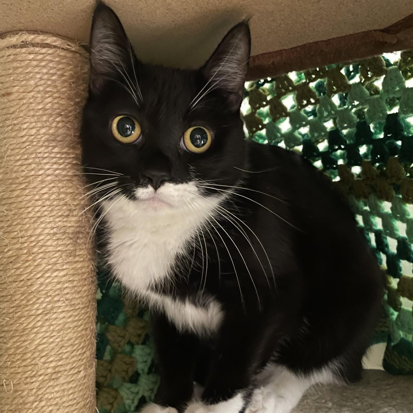 Gotham, ADOPTABLE, Adult Male Domestic Short Hair.