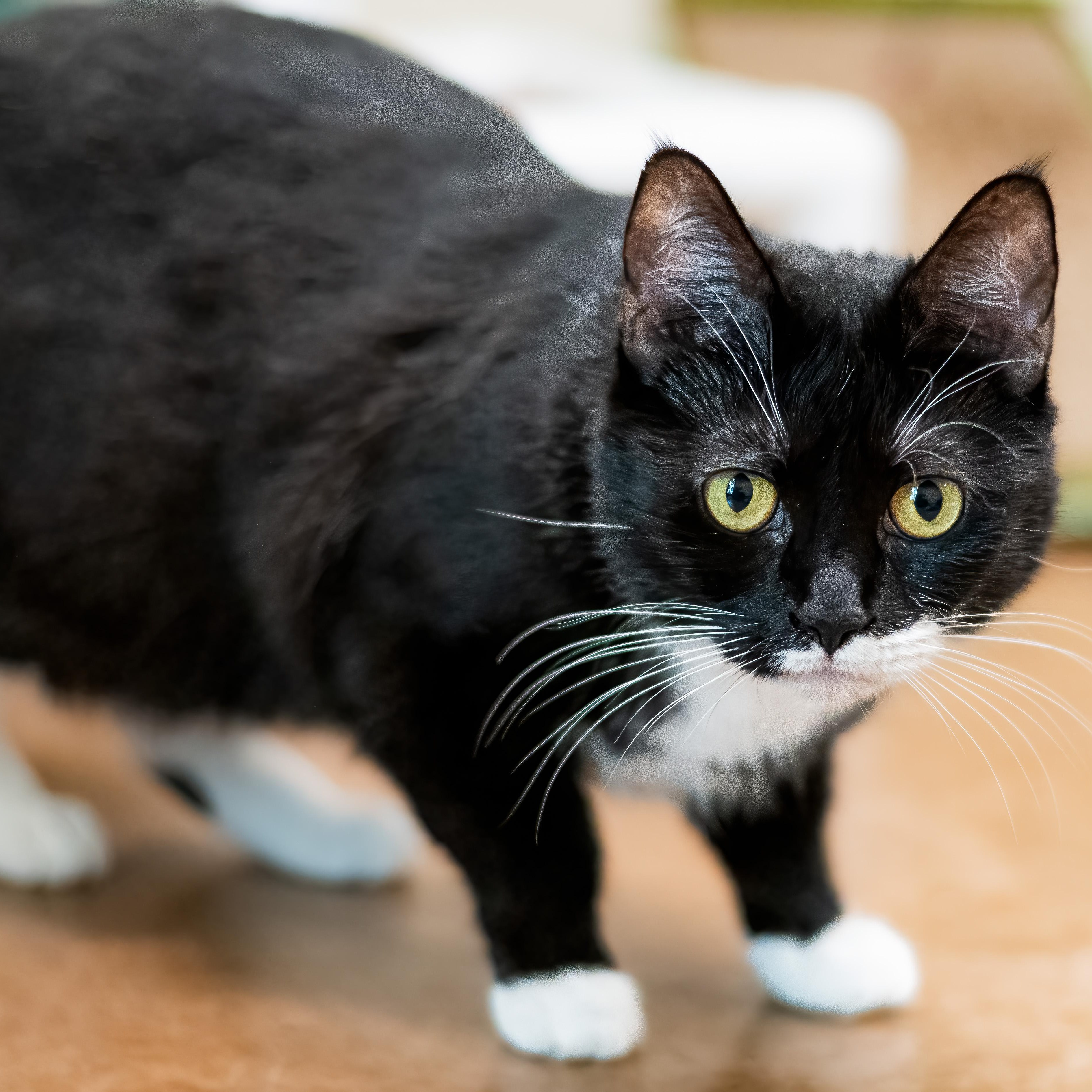 Gotham, a ADOPTABLE Domestic Short Hair in Friday Harbor, WA image 3/6