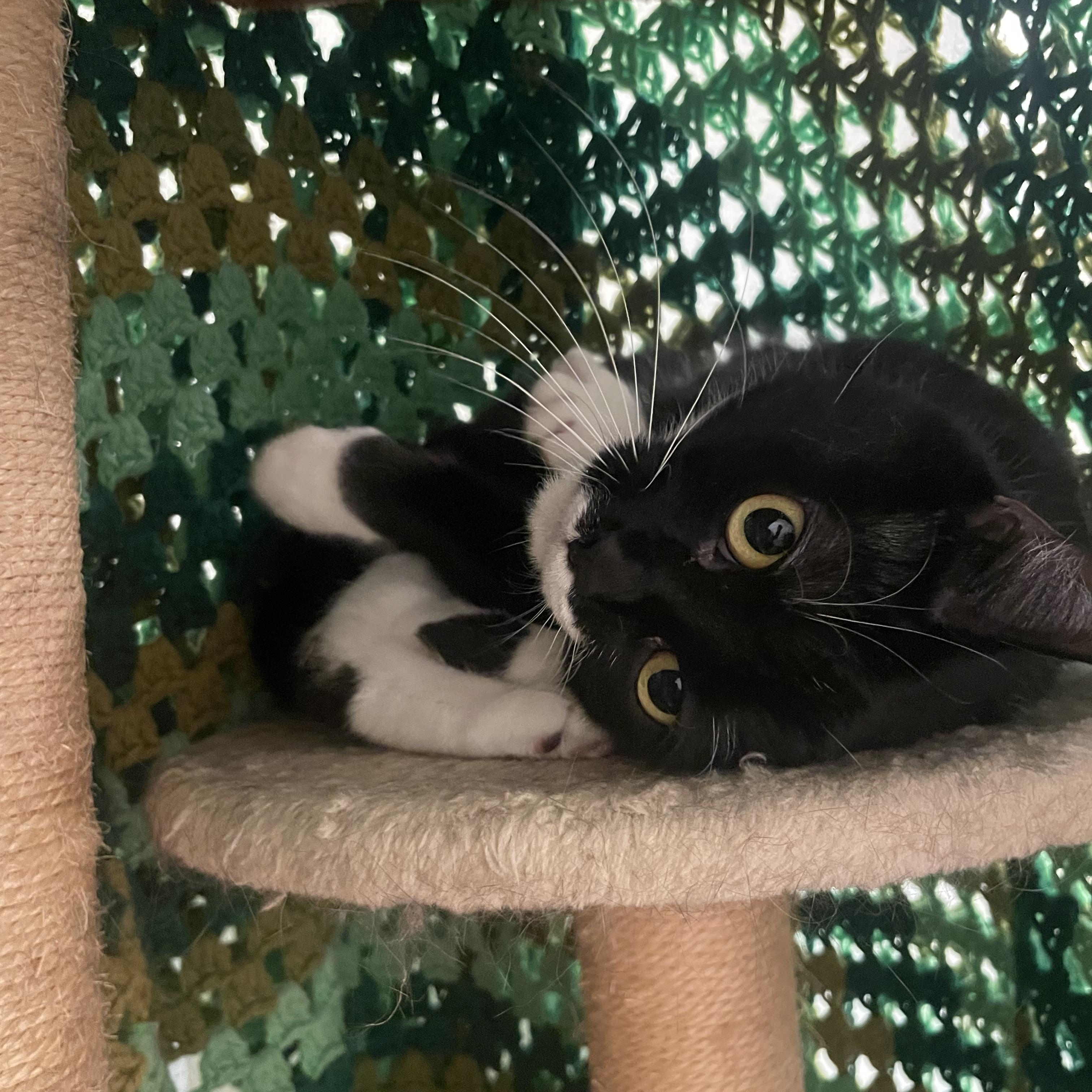 Gotham, a ADOPTABLE Domestic Short Hair in Friday Harbor, WA image 4/6