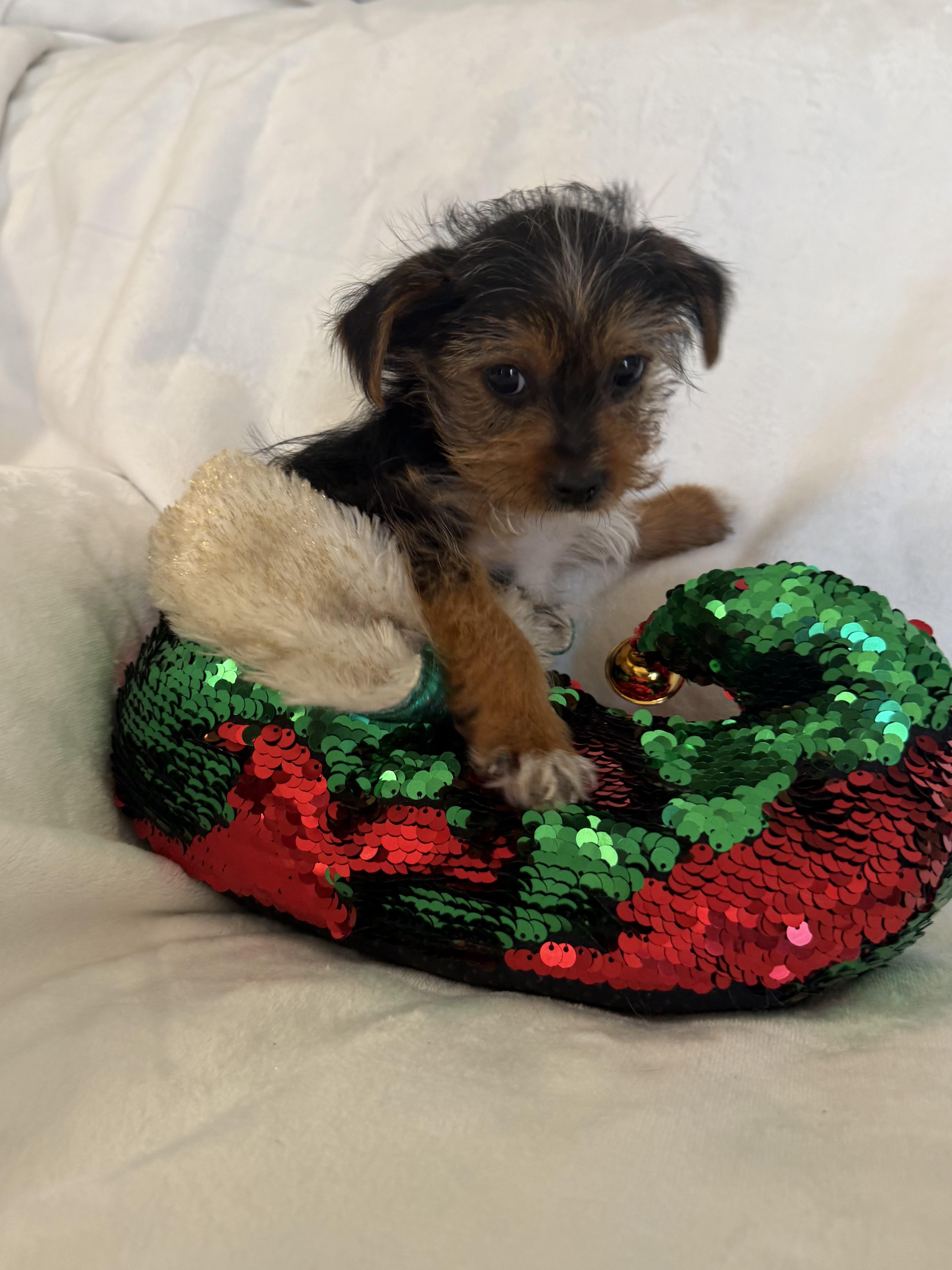 Enlarge Tinsel, a ADOPTABLE Shorkie in Kings Mountain, NC image 6/6