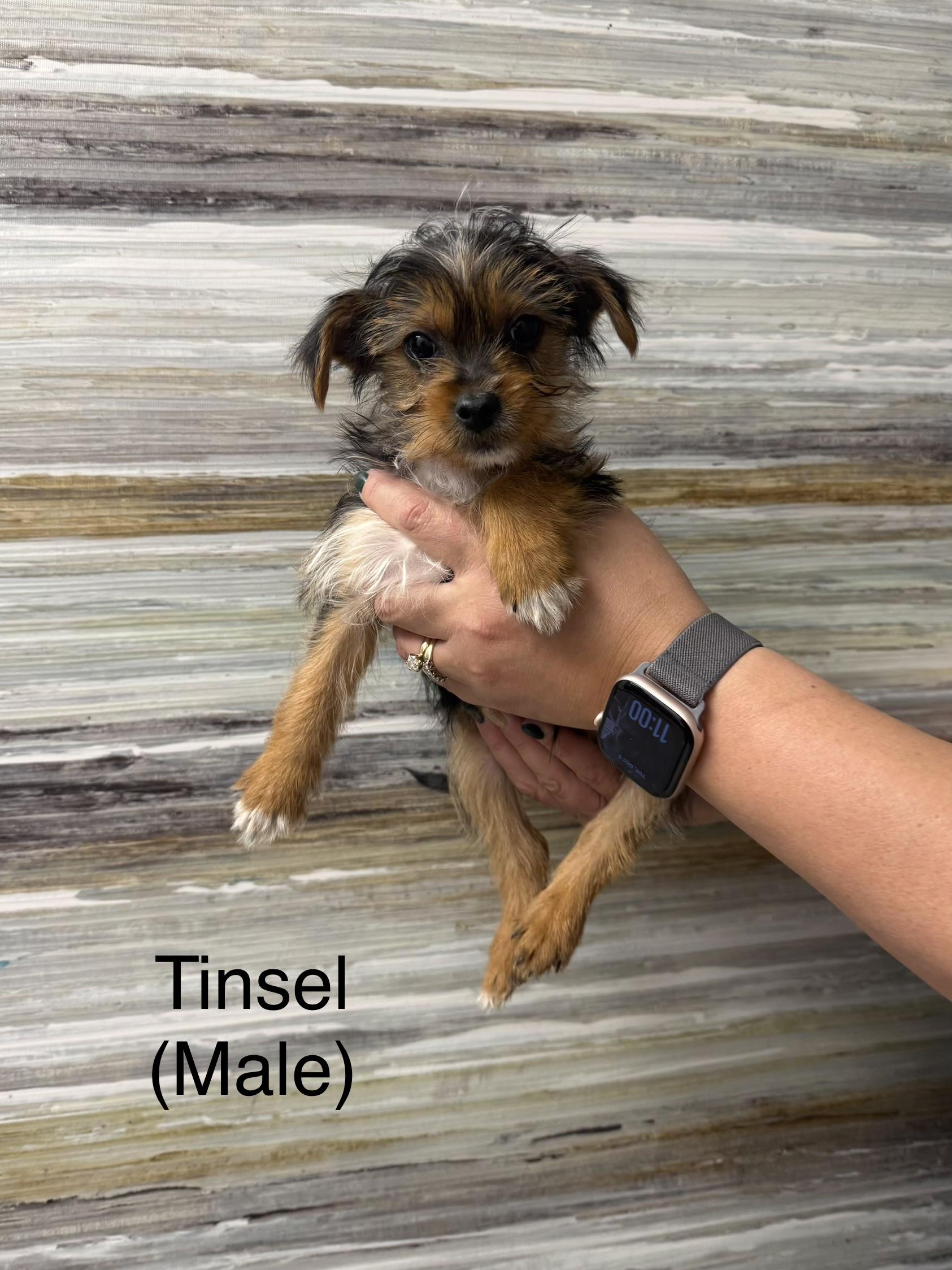 Enlarge Tinsel, a ADOPTABLE Shorkie in Kings Mountain, NC image 2/6