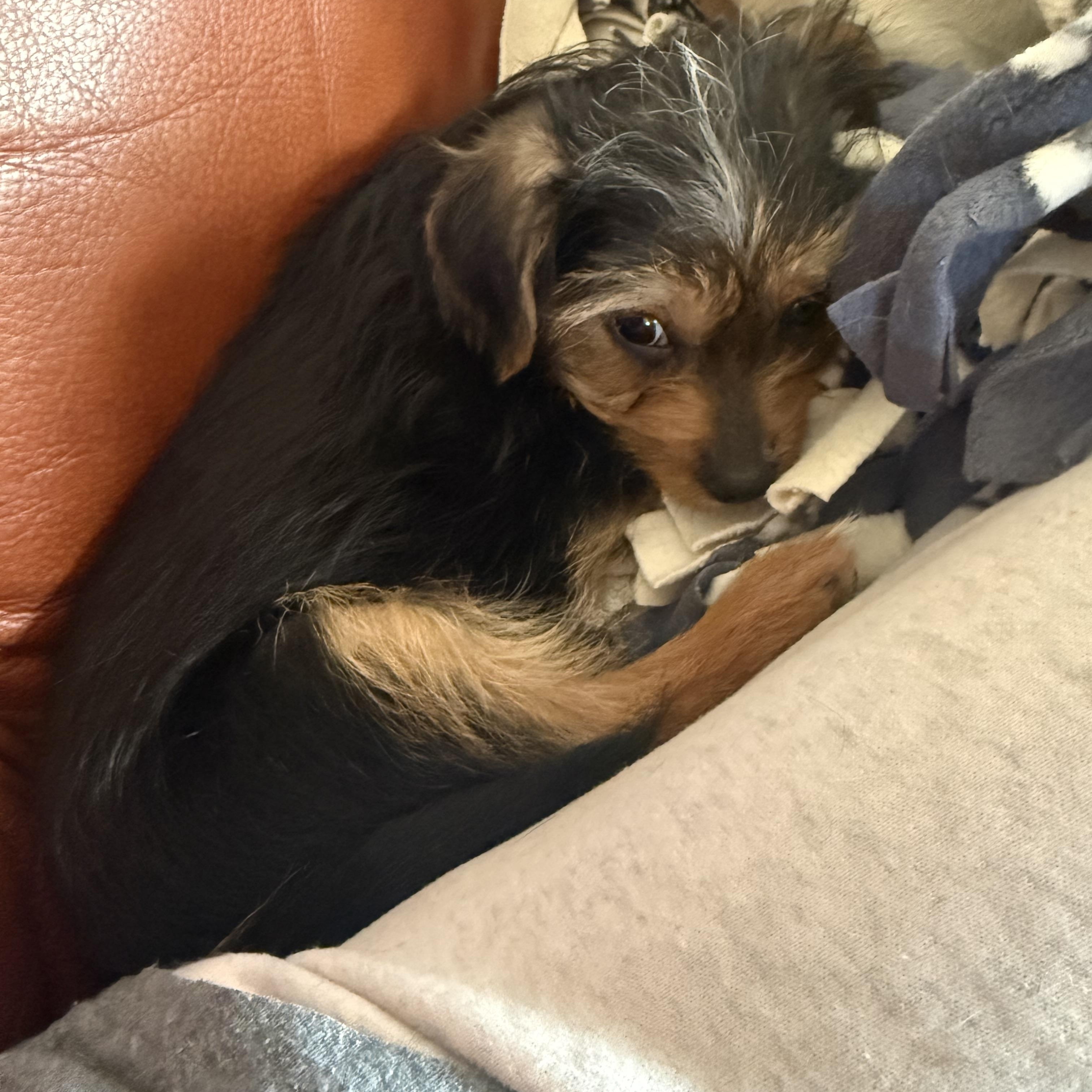 Enlarge Tinsel, a ADOPTABLE Shorkie in Kings Mountain, NC image 5/6