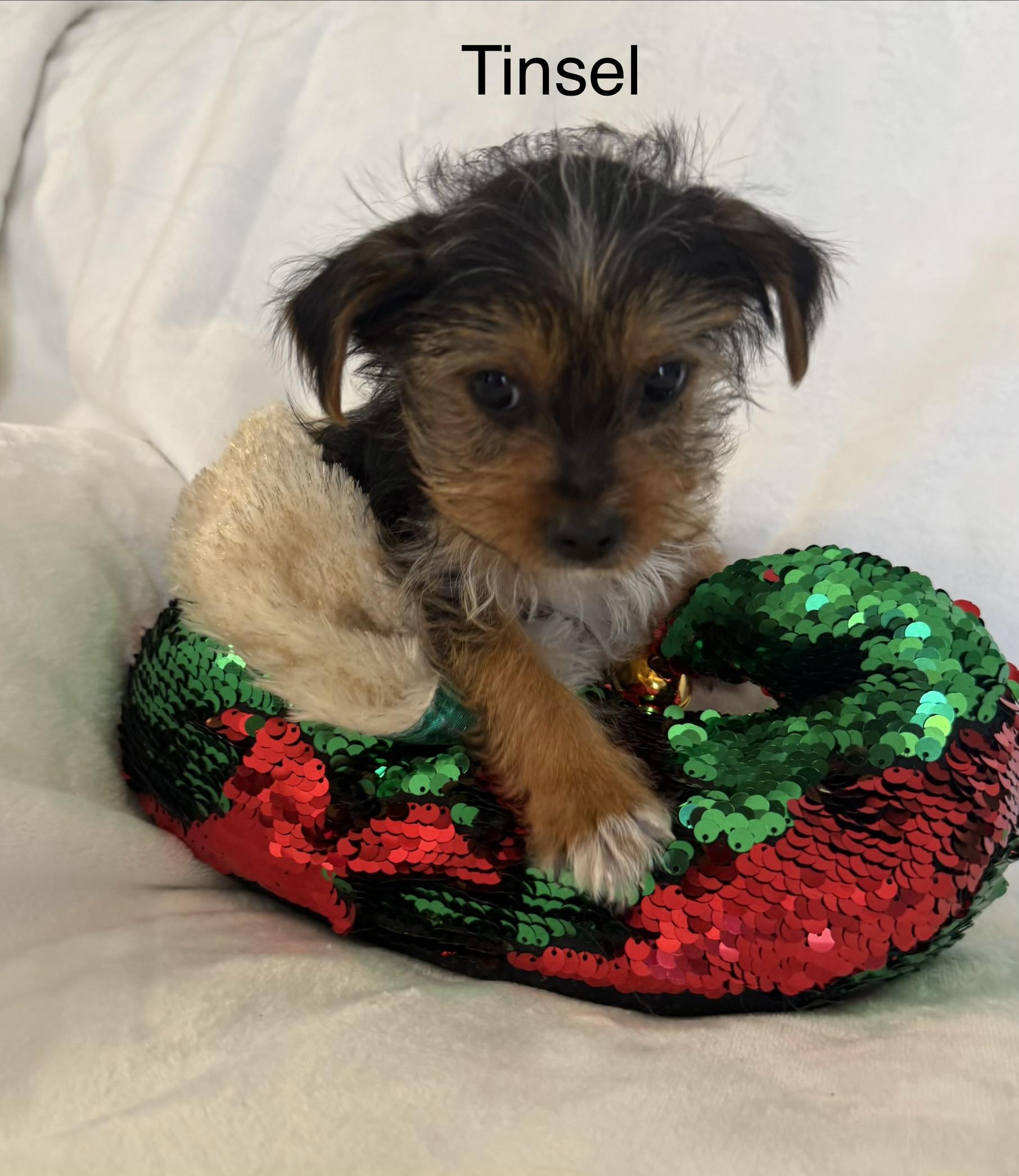 Enlarge Tinsel, a ADOPTABLE Shorkie in Kings Mountain, NC image 1/6