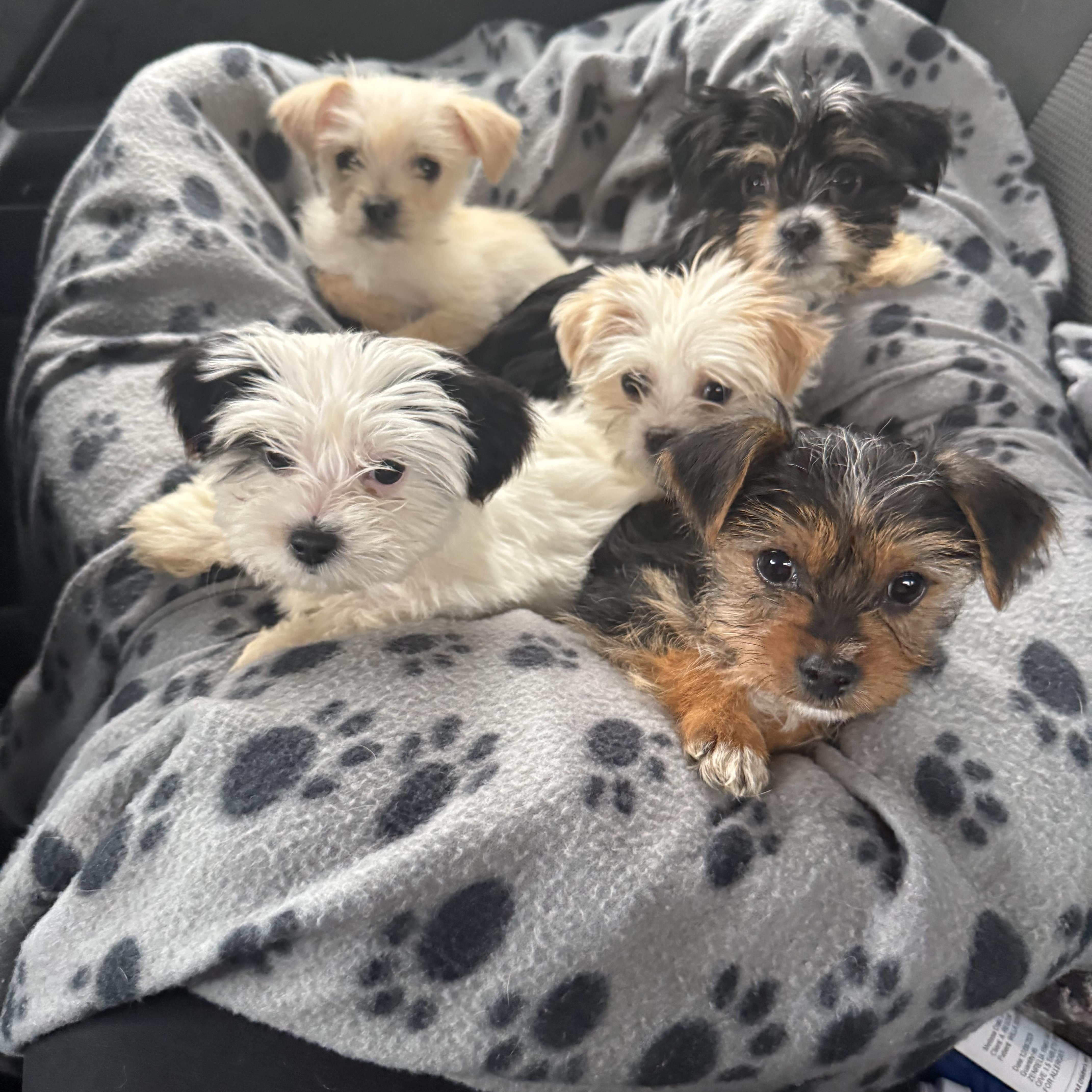 Enlarge Tinsel, a ADOPTABLE Shorkie in Kings Mountain, NC image 3/6