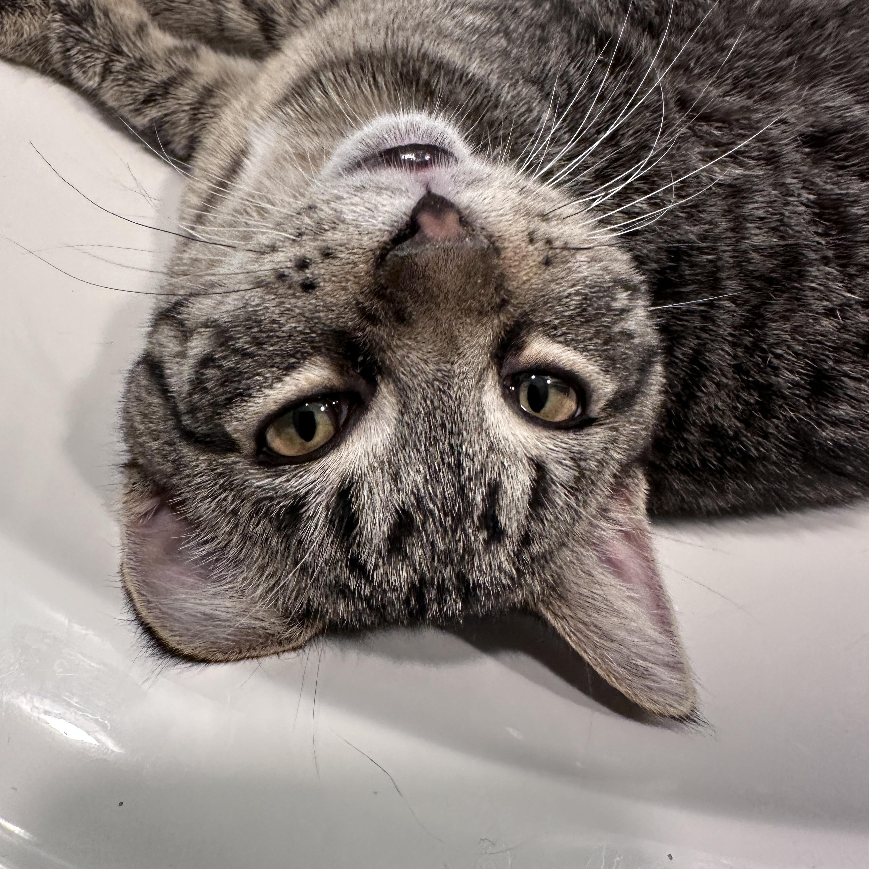 Enlarge Jilly, a ADOPTABLE Domestic Short Hair in Hermitage, PA image 3/3