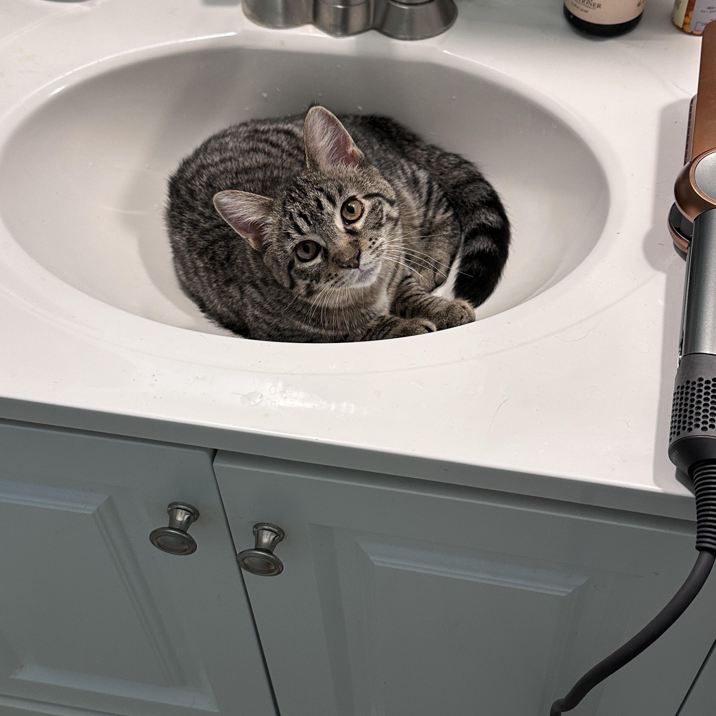 Enlarge Jilly, a ADOPTABLE Domestic Short Hair in Hermitage, PA image 1/3