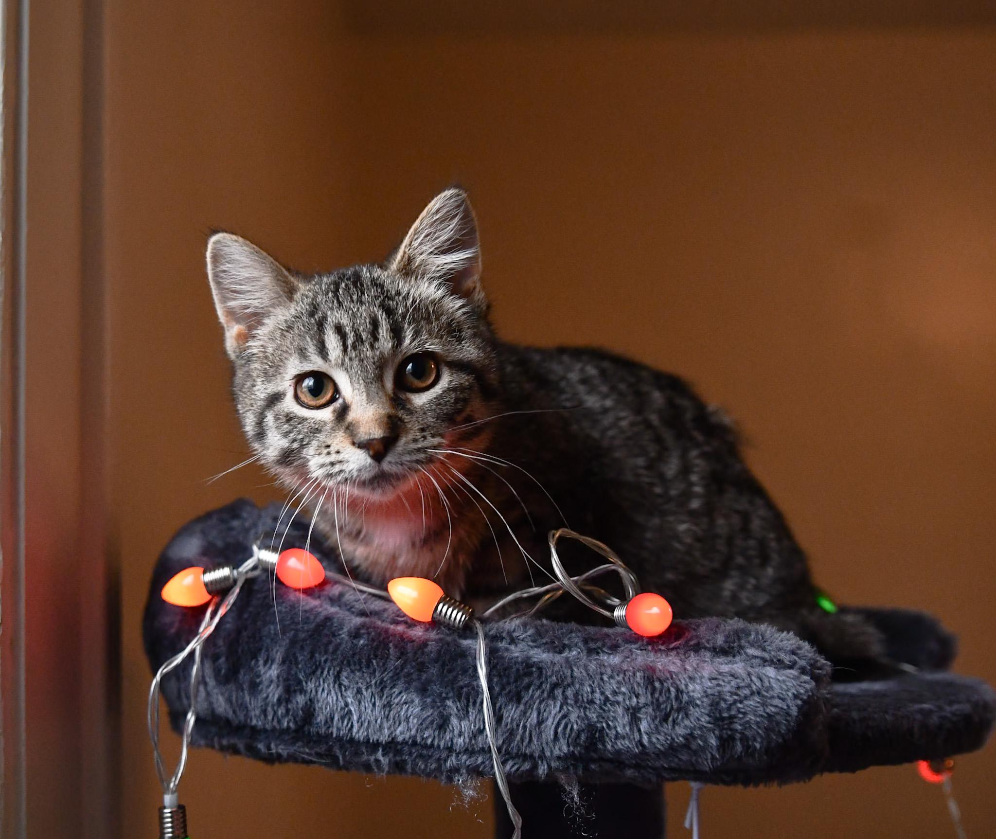 Enlarge Jilly, a ADOPTABLE Domestic Short Hair in Hermitage, PA image 2/3