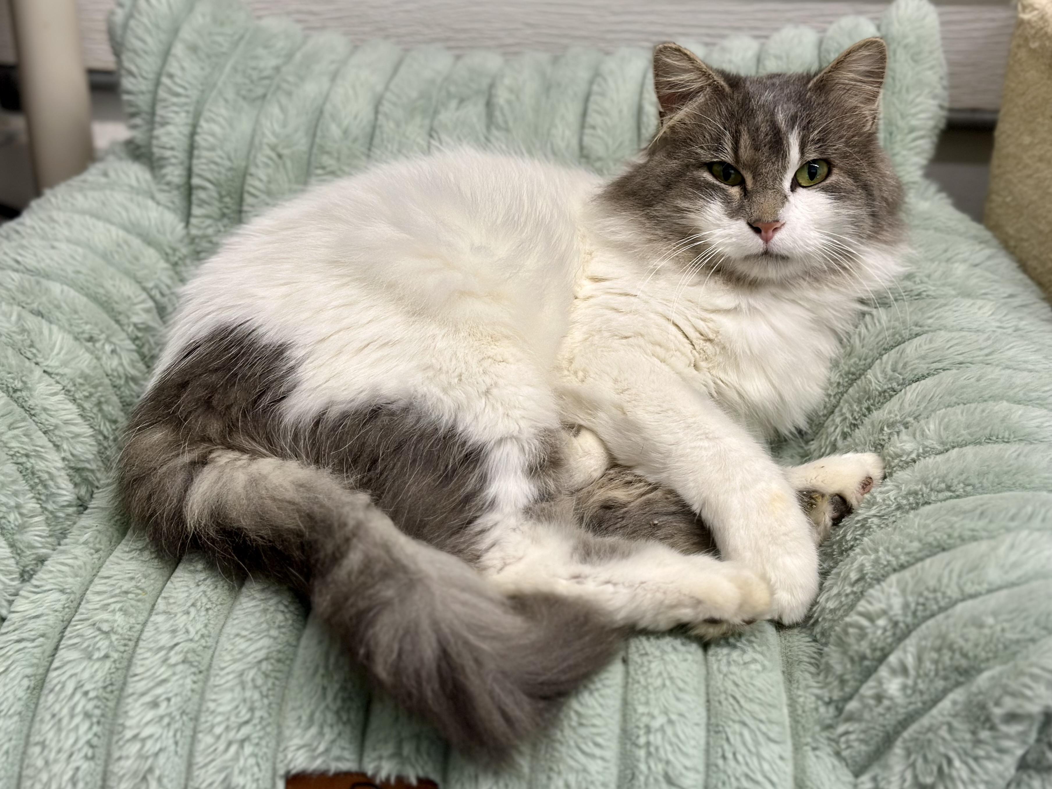Casper, ADOPTABLE, Adult Male Domestic Long Hair.