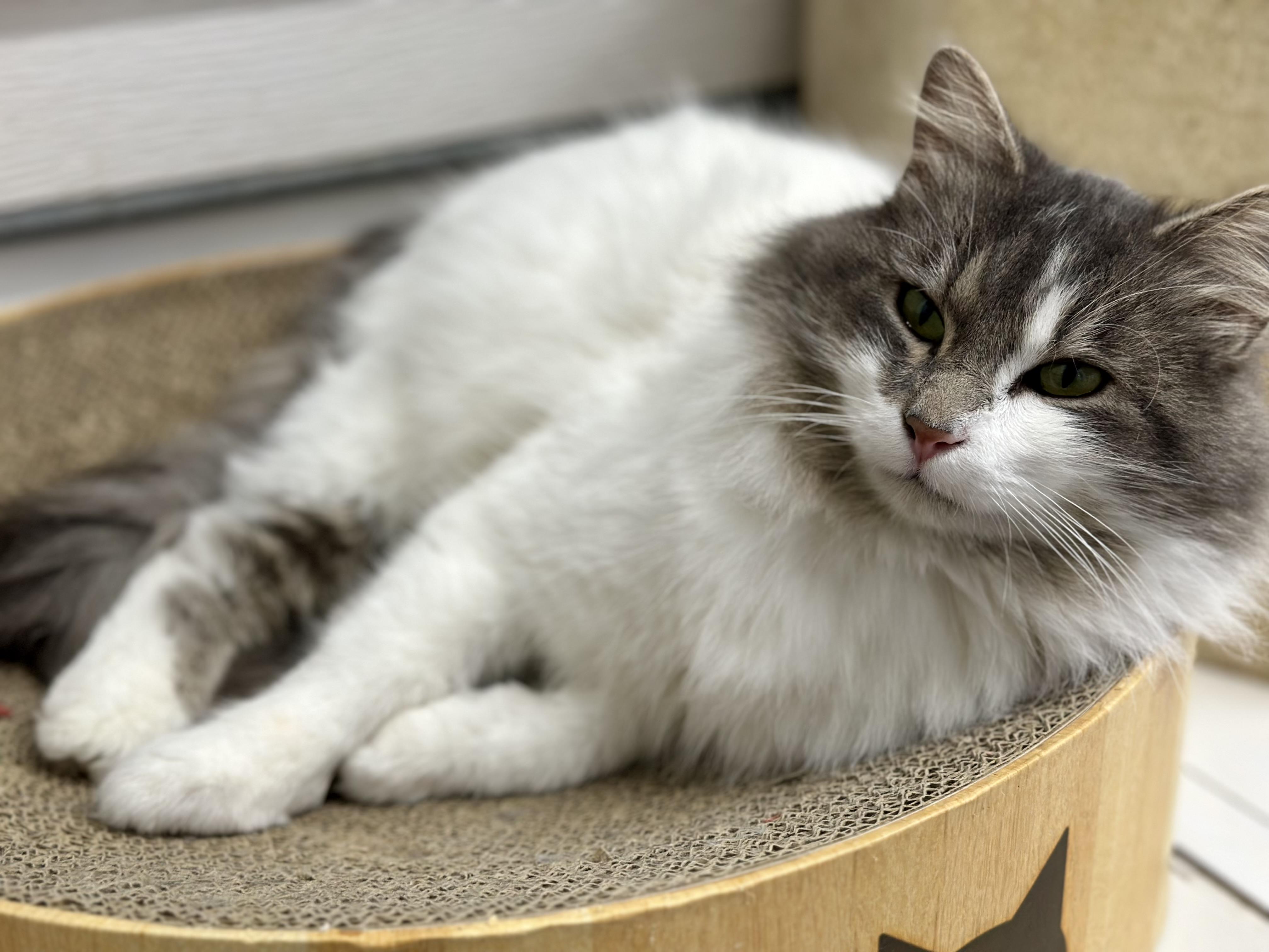 Enlarge Casper, a ADOPTABLE Domestic Long Hair in Faribault, MN image 3/5
