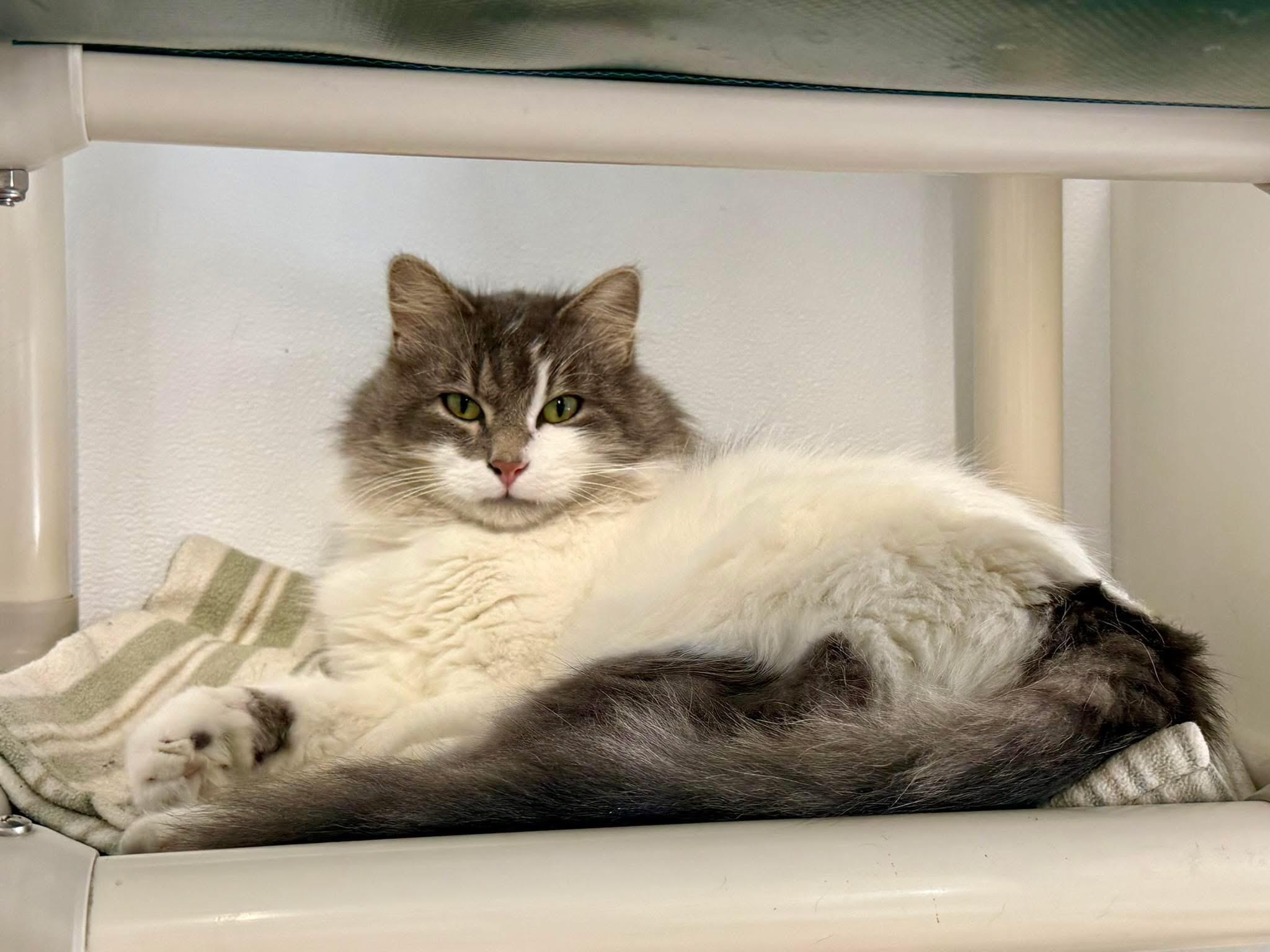 Enlarge Casper, a ADOPTABLE Domestic Long Hair in Faribault, MN image 2/5