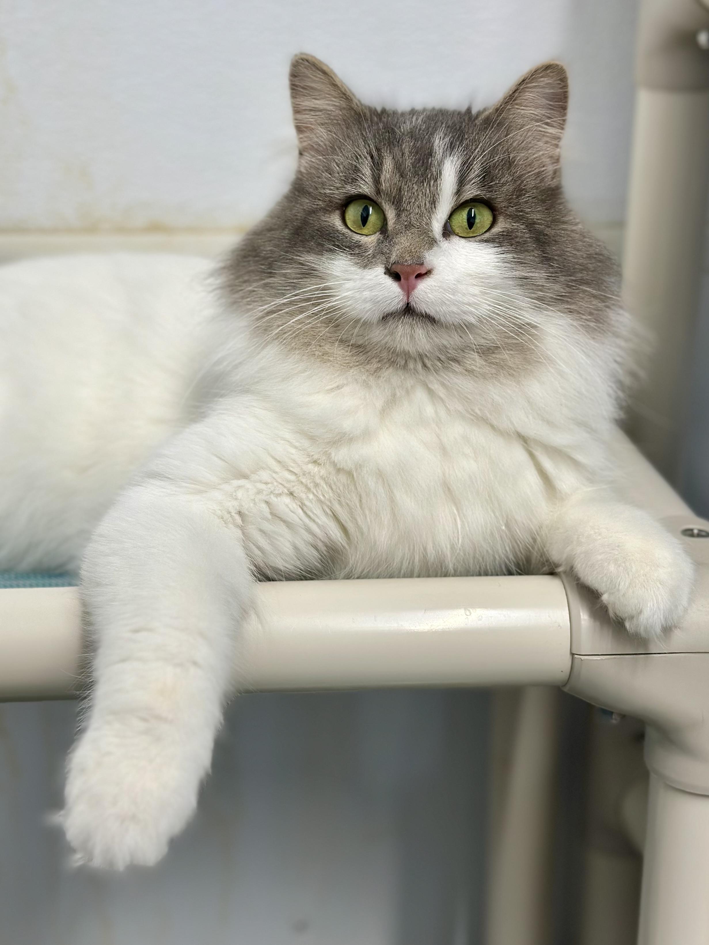 Enlarge Casper, a ADOPTABLE Domestic Long Hair in Faribault, MN image 4/5