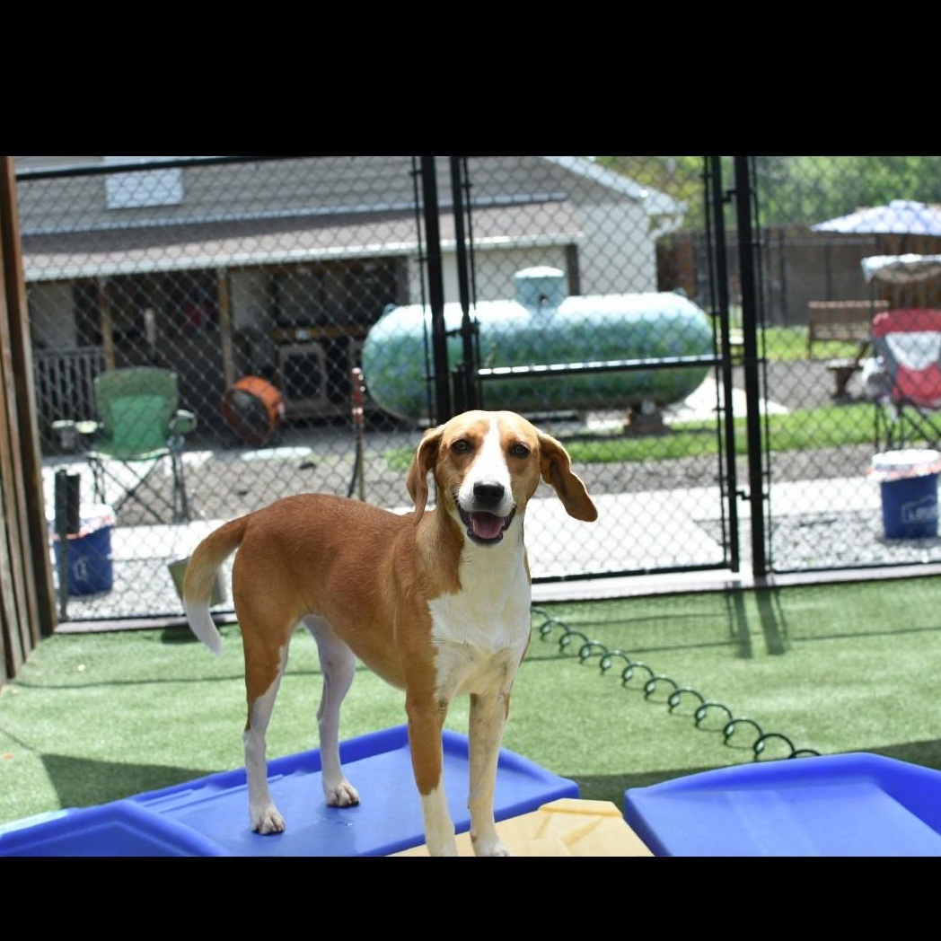 Cassidy, a Adoptable mixed breed in Glen Allen, VA image 1/3