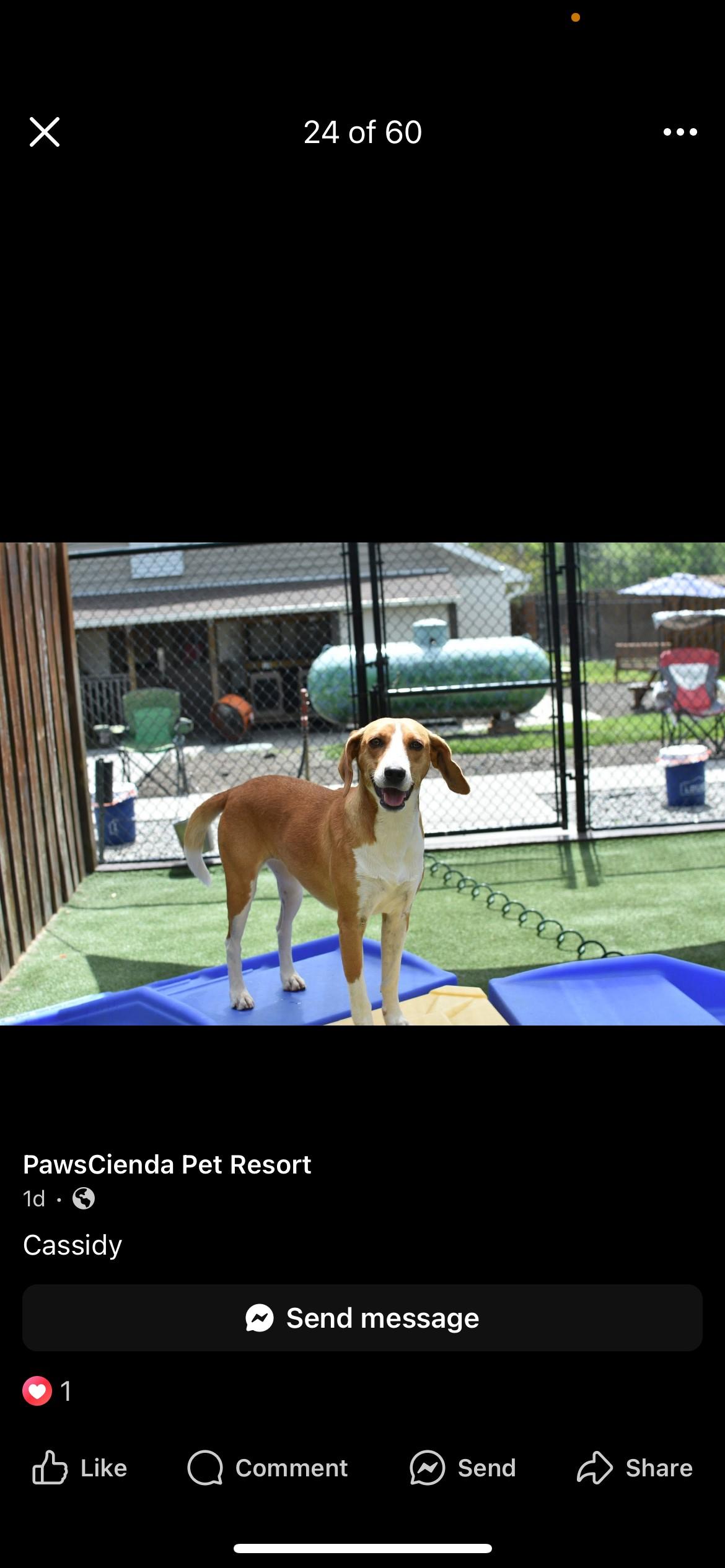 Enlarge Cassidy, a Adoptable mixed breed in Glen Allen, VA image 1/3