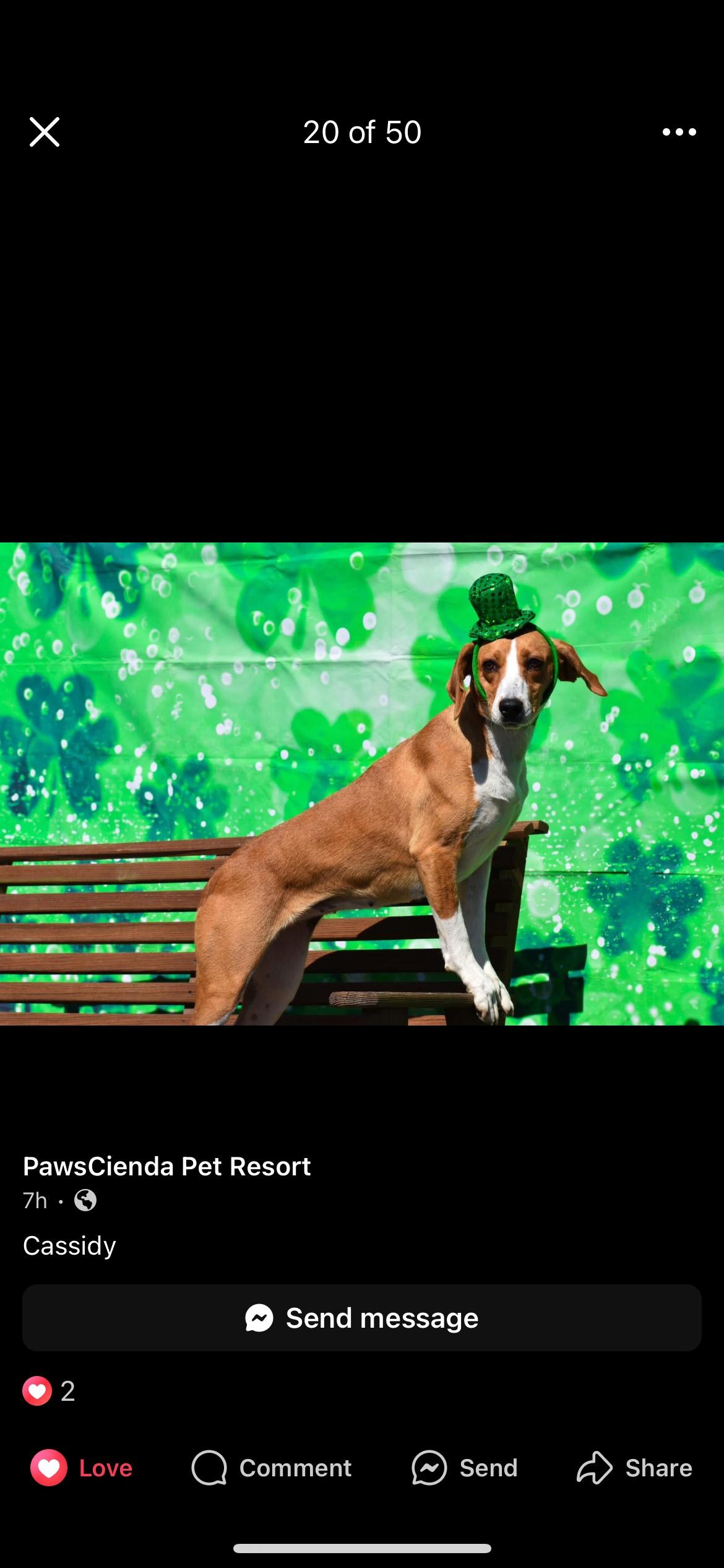 Enlarge Cassidy, a Adoptable mixed breed in Glen Allen, VA image 2/3