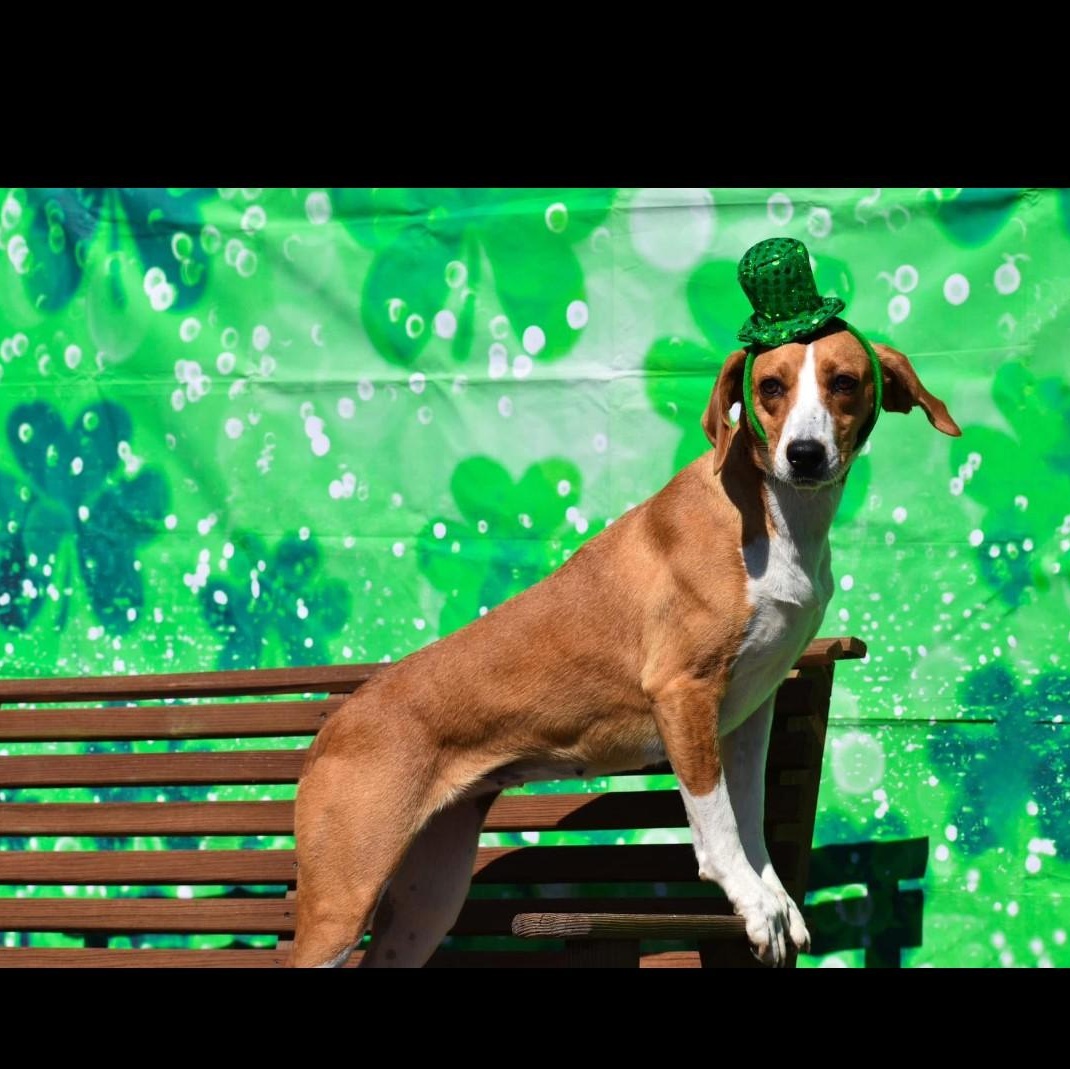 Cassidy, a Adoptable mixed breed in Glen Allen, VA image 2/3