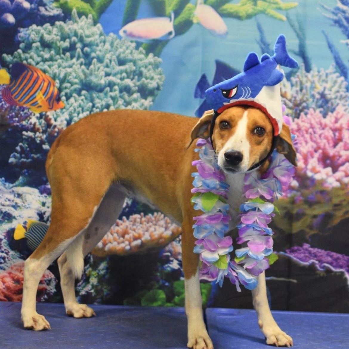 Cassidy, a Adoptable mixed breed in Glen Allen, VA image 3/3
