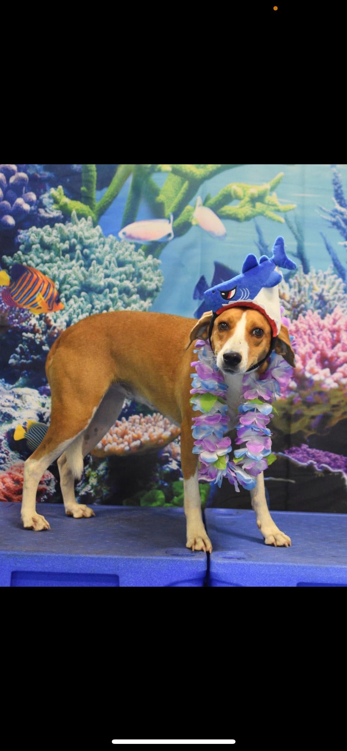 Enlarge Cassidy, a Adoptable mixed breed in Glen Allen, VA image 3/3