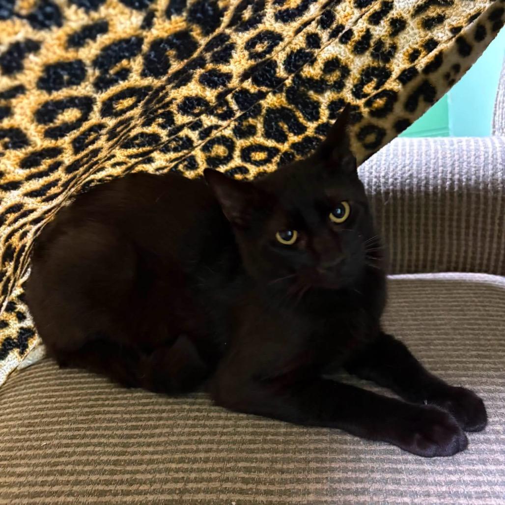 Harpy, Adoptable, Adult Male Domestic Short Hair.