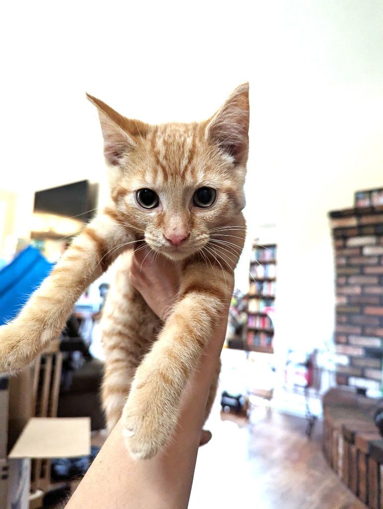 Enlarge Melon 2, a Adoptable mixed breed in Pitman, NJ image 1/2