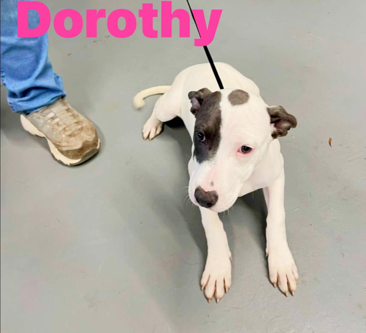 Enlarge Dorothy, a Adoptable mixed breed in North Dighton, MA image 2/5