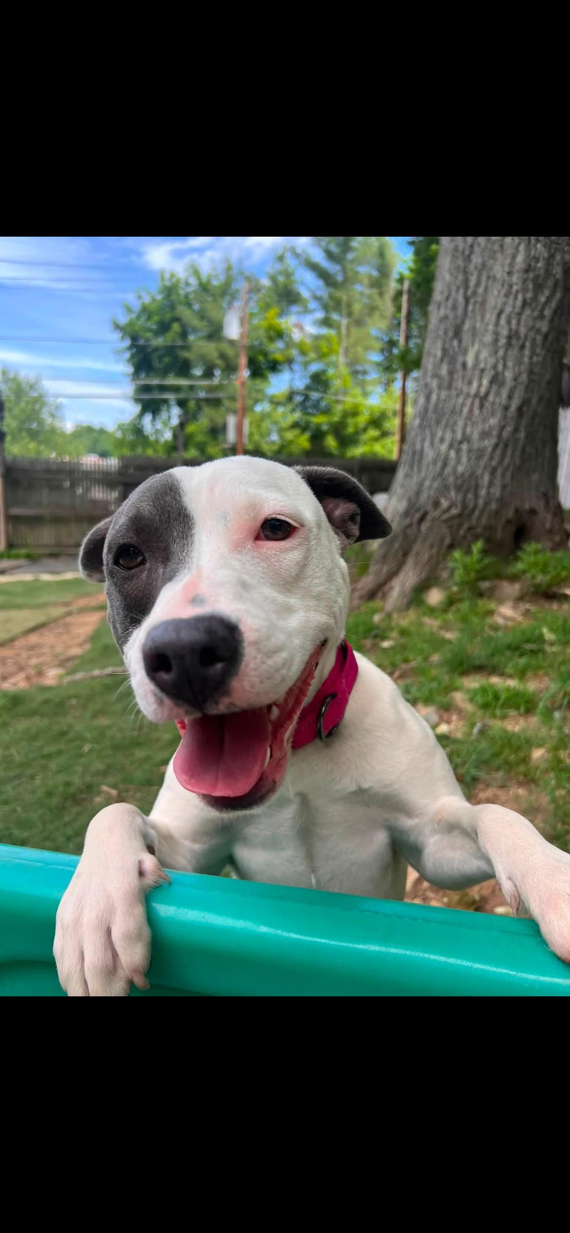 Dorothy, Adopted, Puppy Female Mixed Breed.